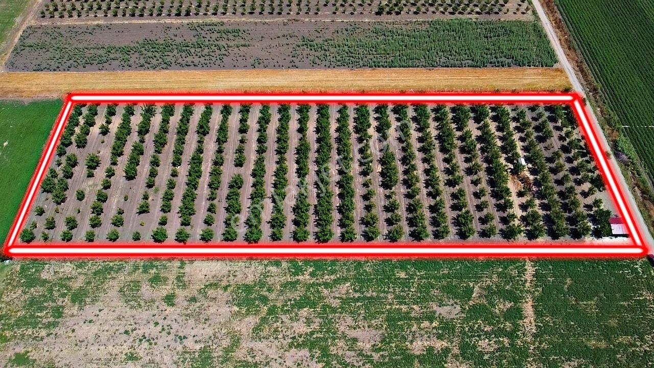 Mustafakemalpaşa Güllüce Satılık Tarla M.k.paşa Güllüce Mahallesinde 12.800 M2 Ceviz Bahçesi