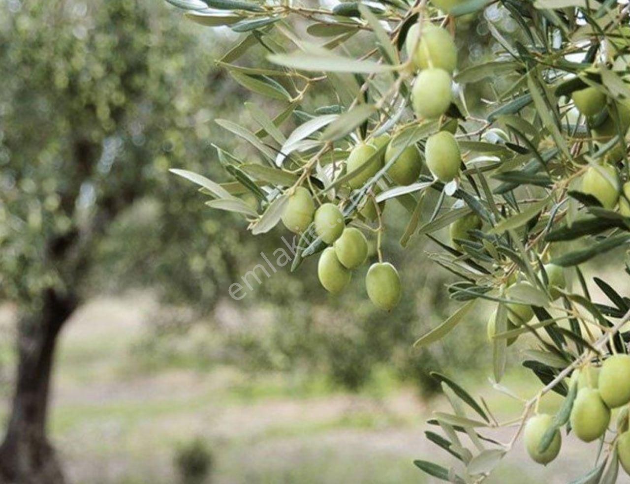 Kırkağaç İlyaslar Satılık Zeytinlik  Kirkağacin en verimli toprakları ilyaslarda sahibinden zeytinlik