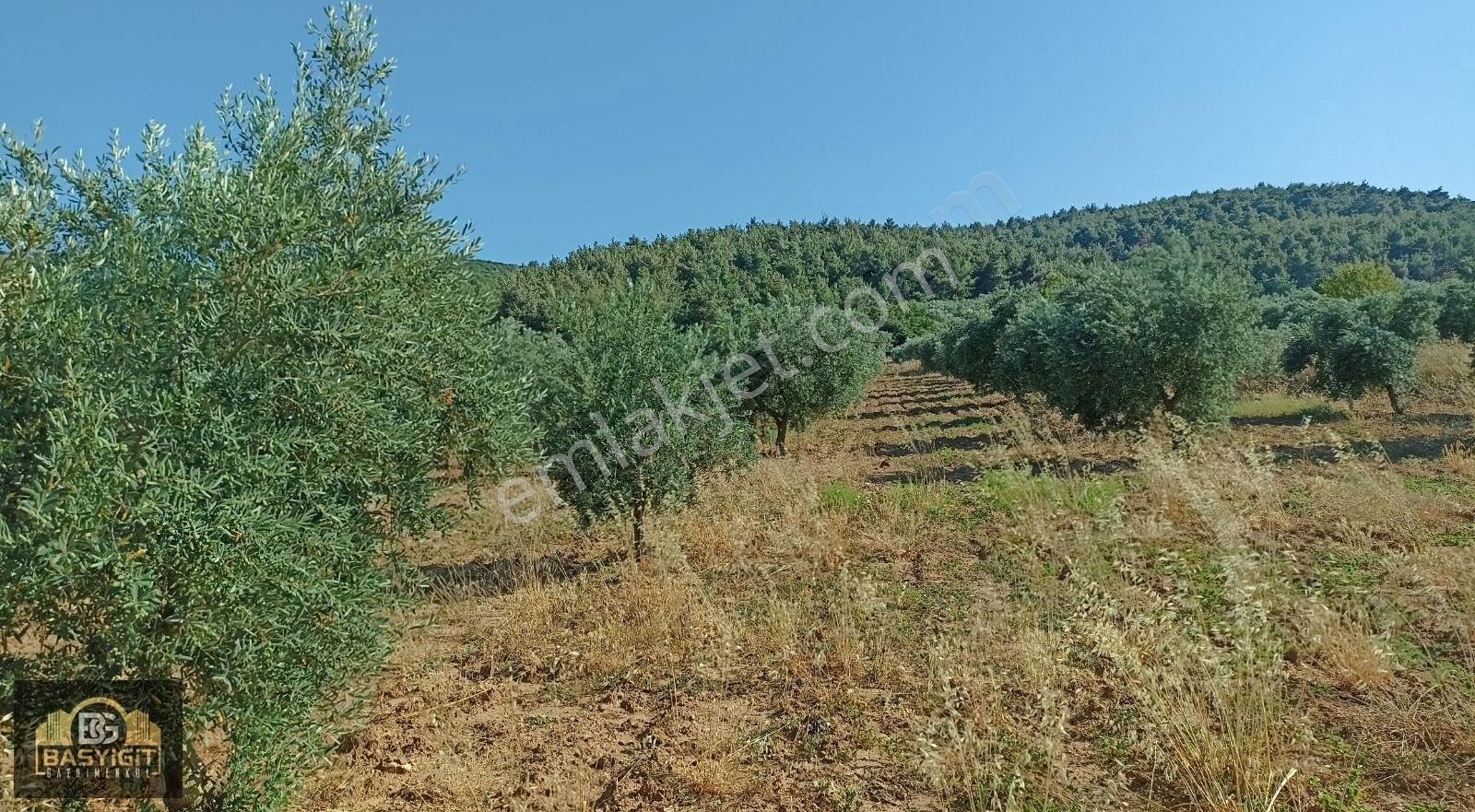 Seğirdim Çaltılıçukur Mevkii 10.375 M² Satılık Zeytinlik - Görsel 15