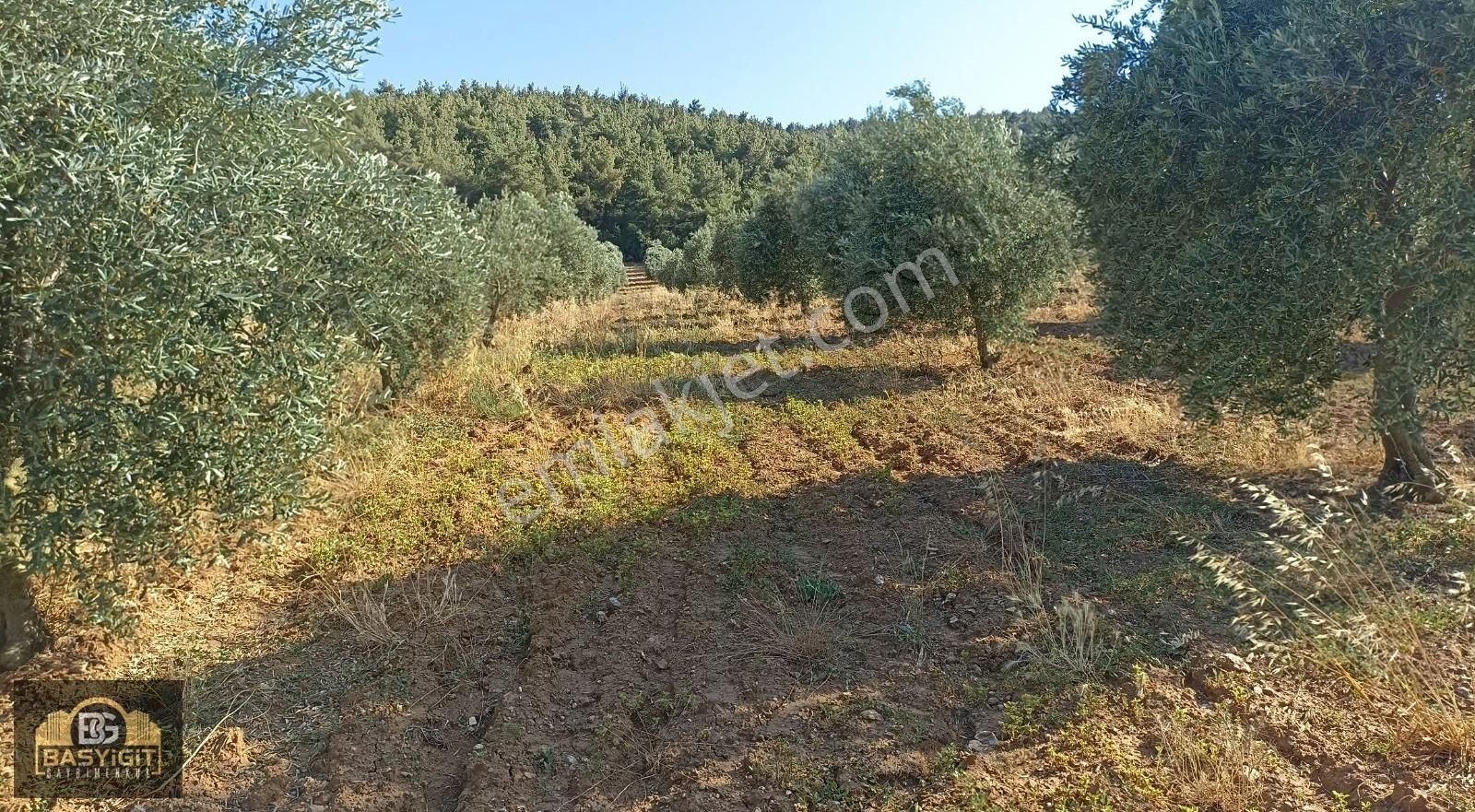 Seğirdim Çaltılıçukur Mevkii 10.375 M² Satılık Zeytinlik - Görsel 5