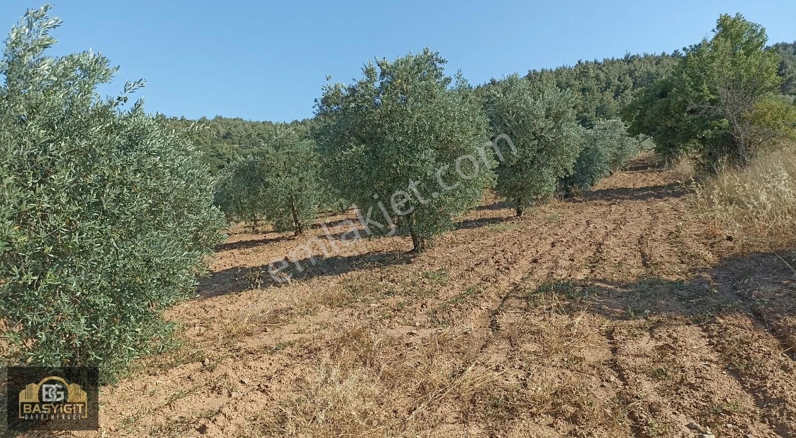 Seğirdim Çaltılıçukur Mevkii 10.375 M² Satılık Zeytinlik - Görsel 6