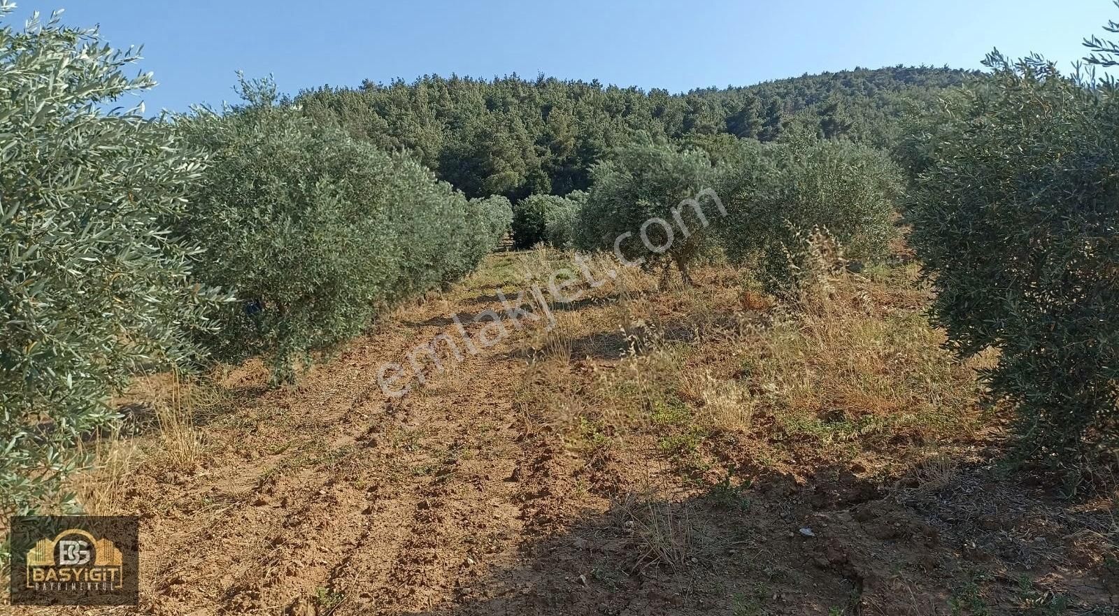 Seğirdim Çaltılıçukur Mevkii 10.375 M² Satılık Zeytinlik - Görsel 34