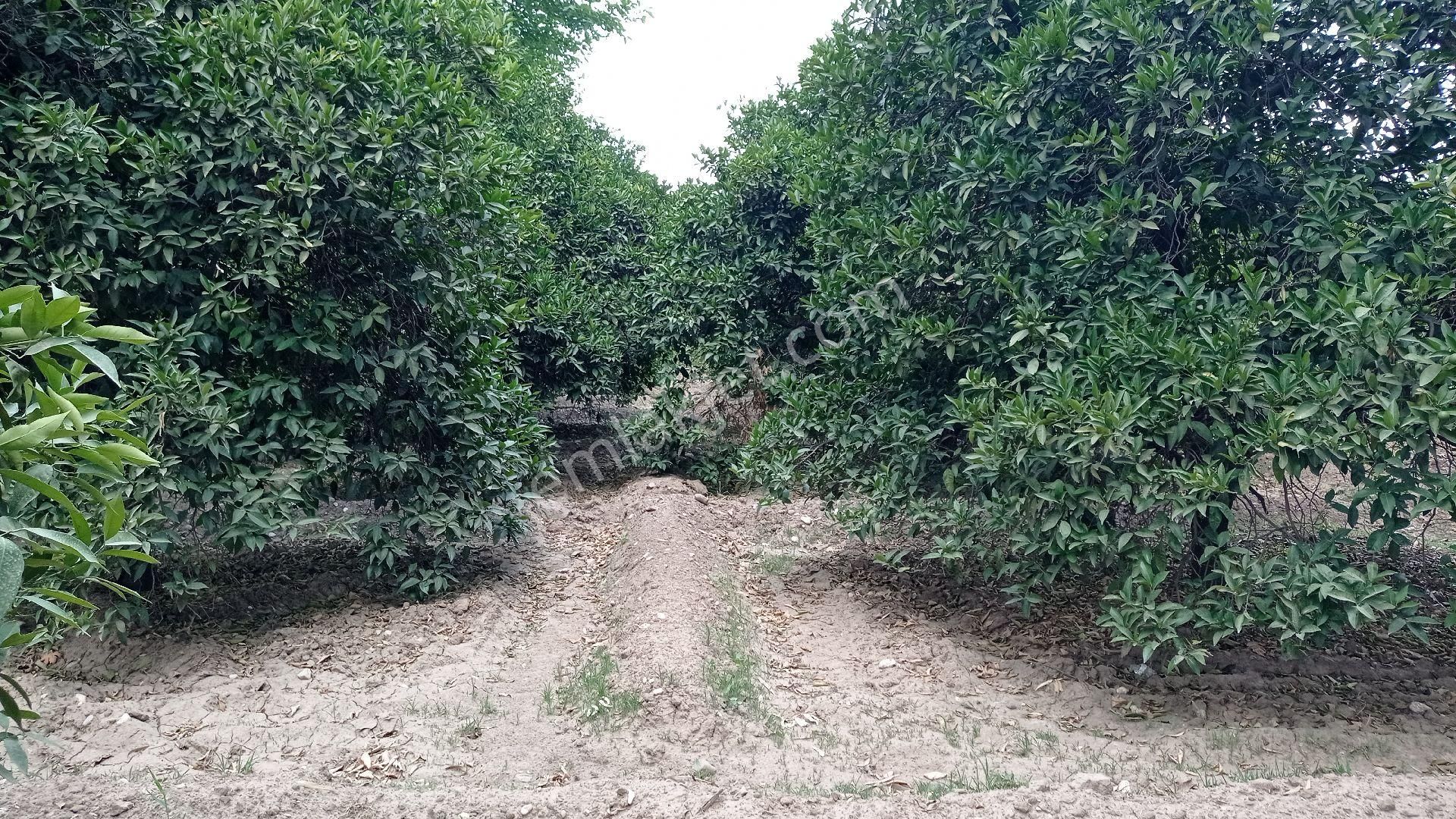 Konyaaltı Zümrüt Satılık Arazi Kelepir Tek Tapu Acil Satılık Qciklamaya Bakın