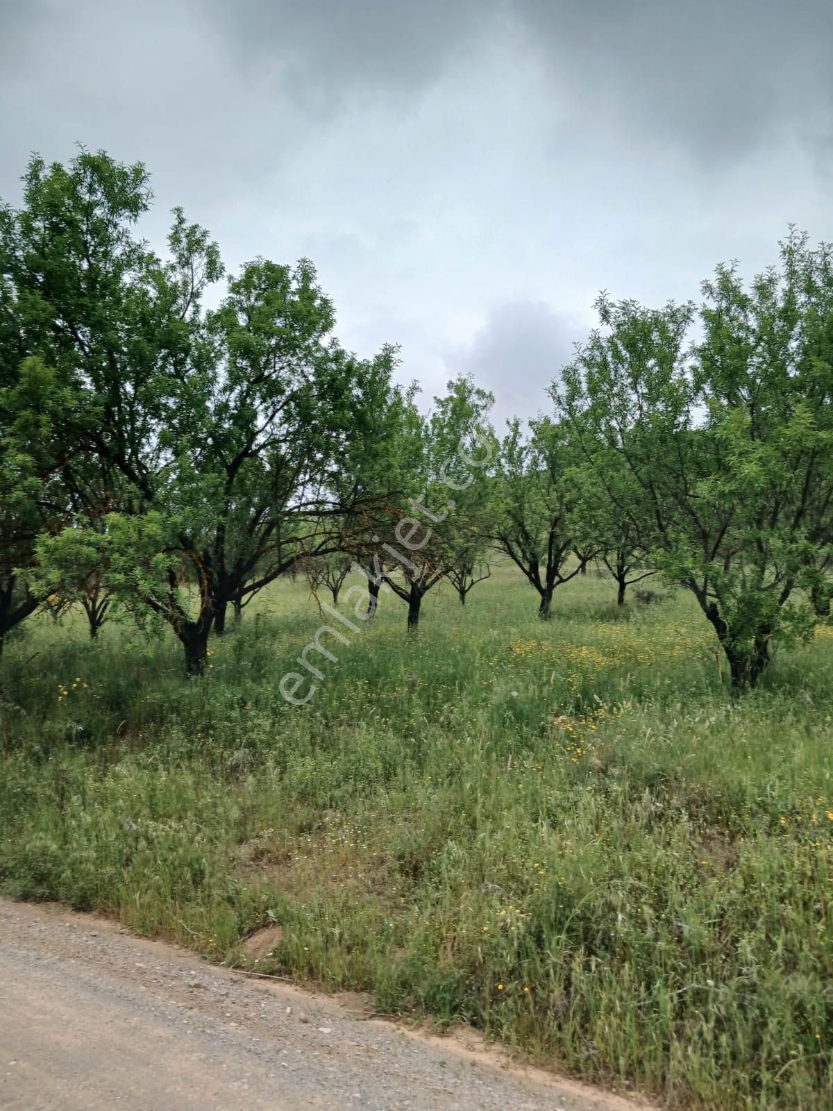 Kepsut Nusret Satılık Tarla KEPSUTUN NUSRET MAH.DE BADEM AĞAÇLARIYLA KAPLI SATILIK TARLA 