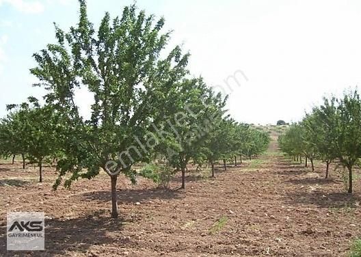 Keçiborlu Kuyucak Köyü Satılık Bağ & Bahçe ISPARTA KEÇİBORLU'DA 1800m2 BADEM AĞACI BAHÇESİ ACİL SATILIK