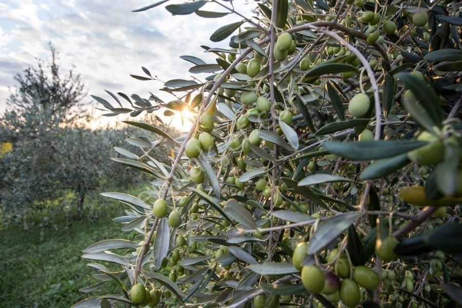 Altınözü Atayurdu Satılık Zeytinlik Hatay Altınözü'nde Zeytin Diyarında 12 Dönüm Satılık Zeytinlik