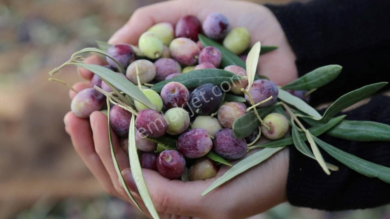 Altınözü Atayurdu Satılık Zeytinlik Hatay Altınözü'nde Zeytin Diyarında 12 Dönüm Satılık Zeytinlik