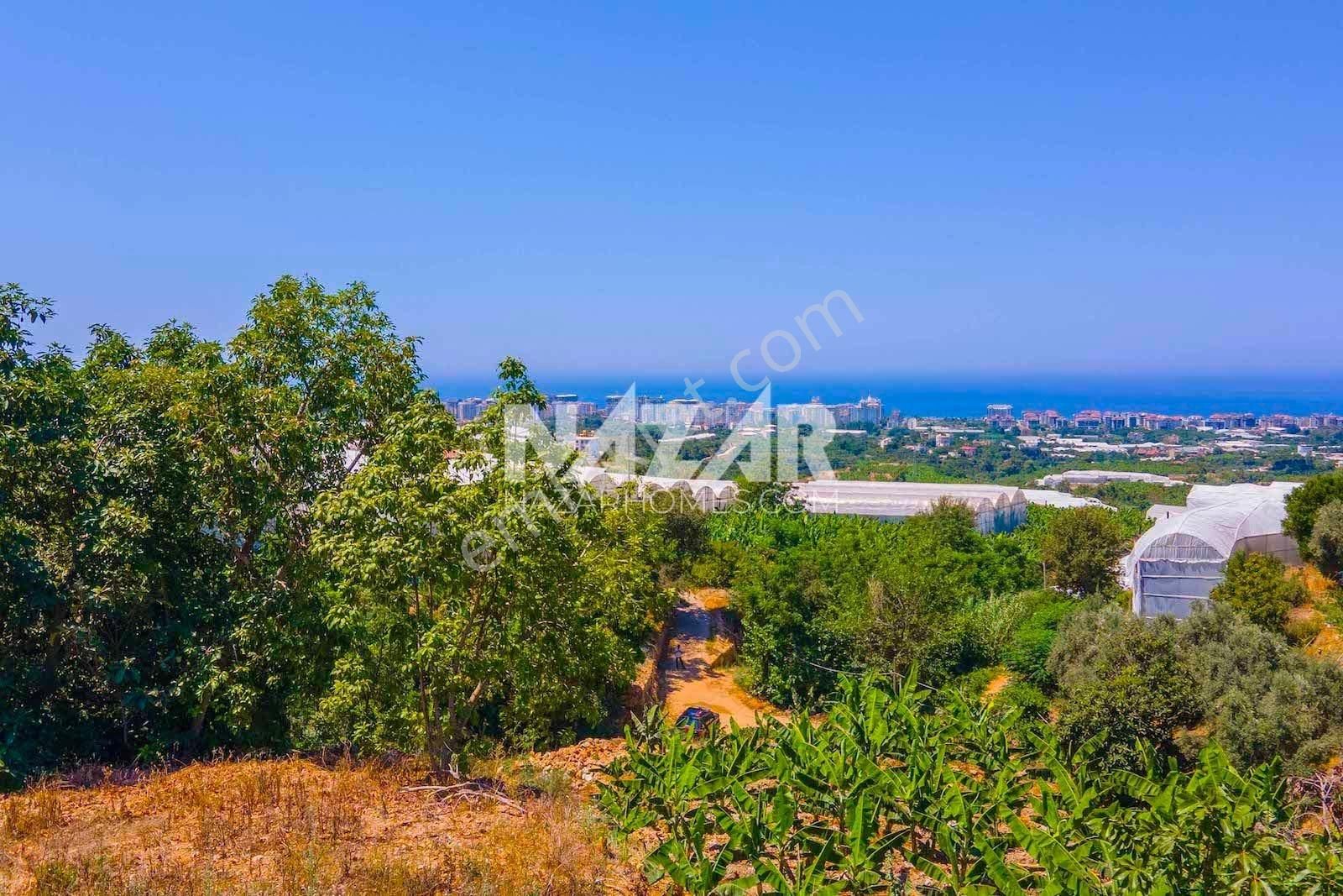Alanya Kestel Yaylalı'da Satılık 1.405 M2 Avokado Bahçeli Tarla - Görsel 8