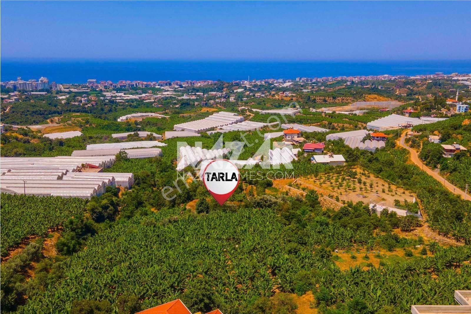 Alanya Kestel Yaylalı'da Satılık 1.405 M2 Avokado Bahçeli Tarla - Görsel 16