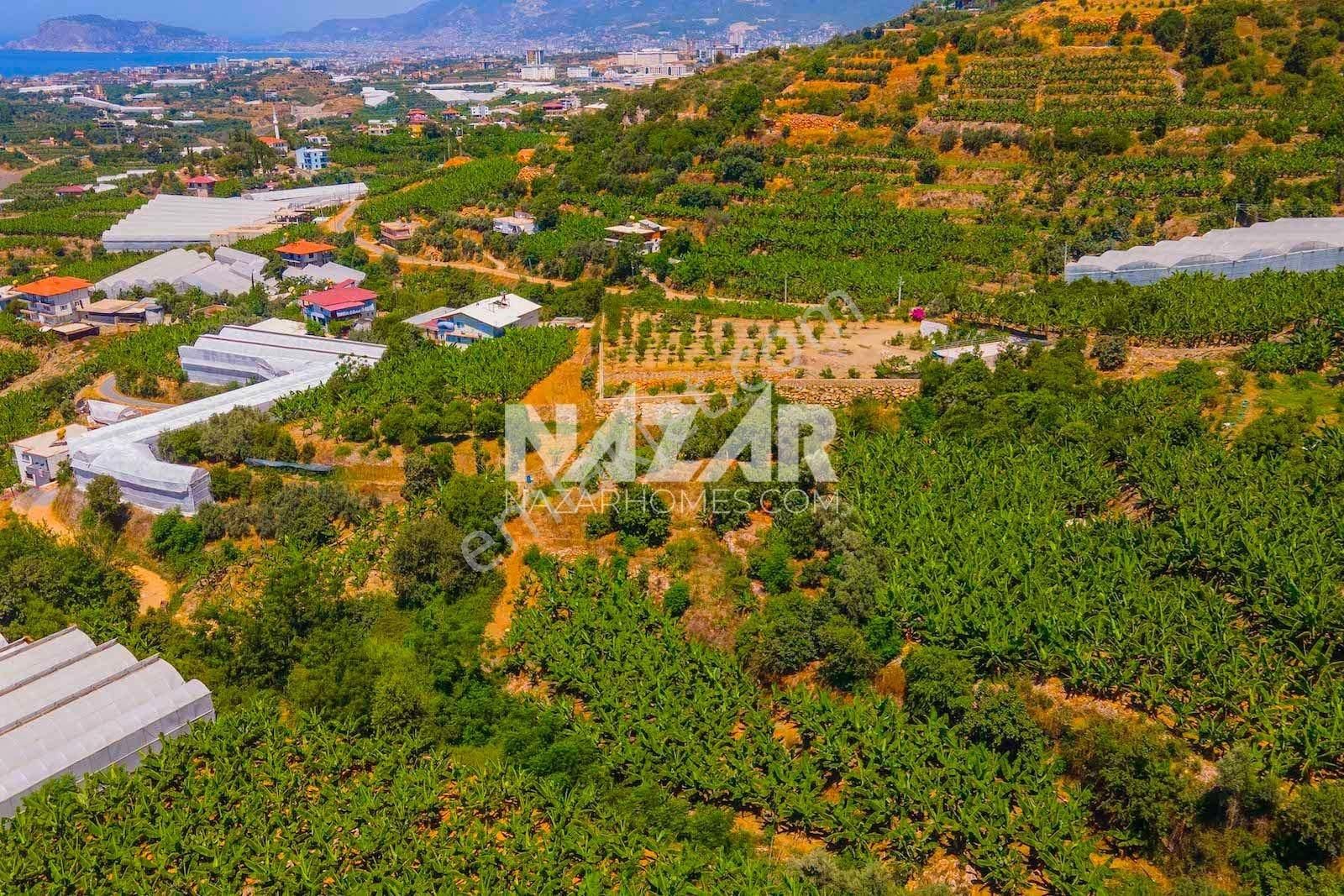 Alanya Kestel Yaylalı'da Satılık 1.405 M2 Avokado Bahçeli Tarla - Görsel 11