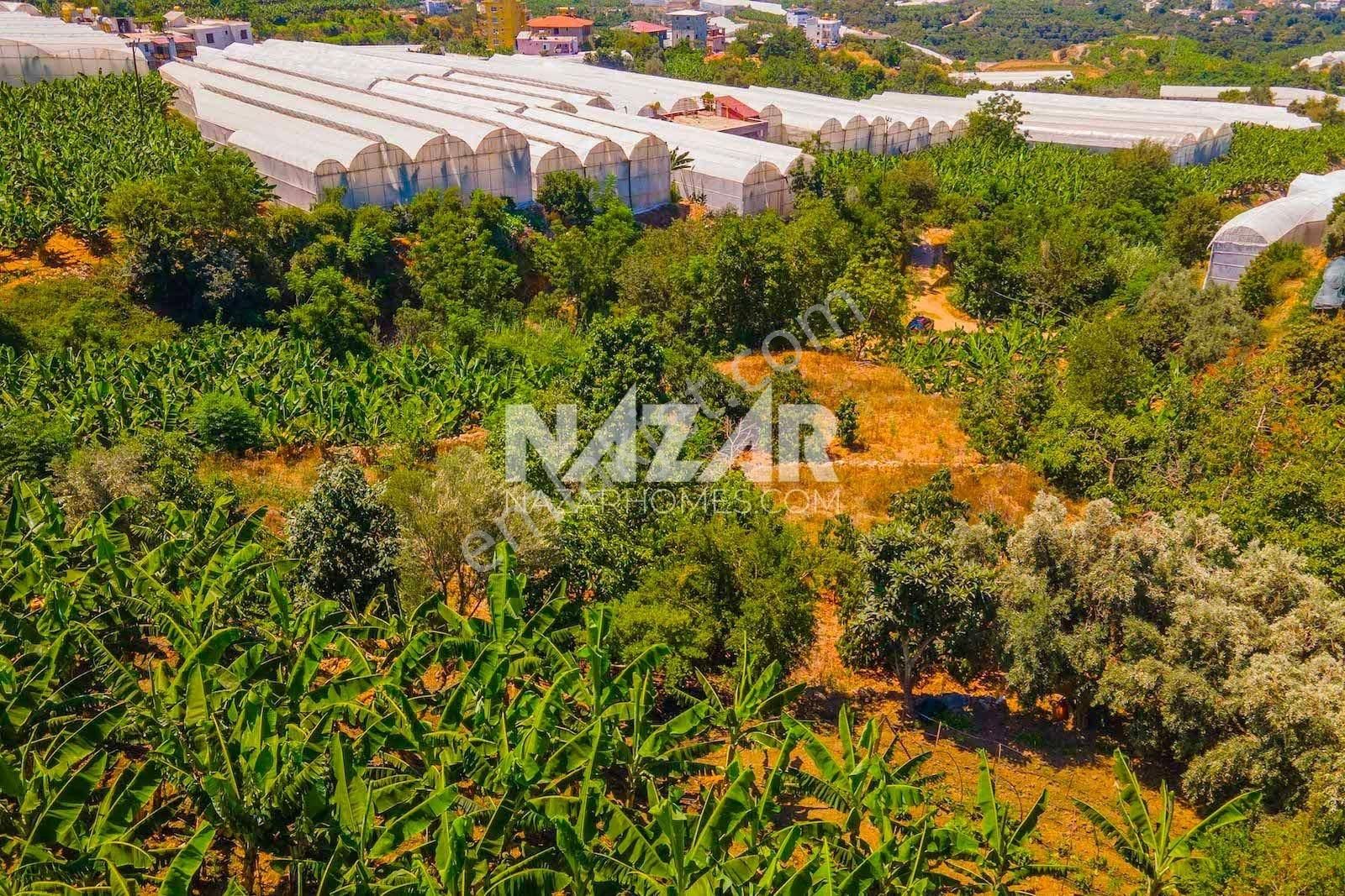 Alanya Kestel Yaylalı'da Satılık 1.405 M2 Avokado Bahçeli Tarla - Görsel 10