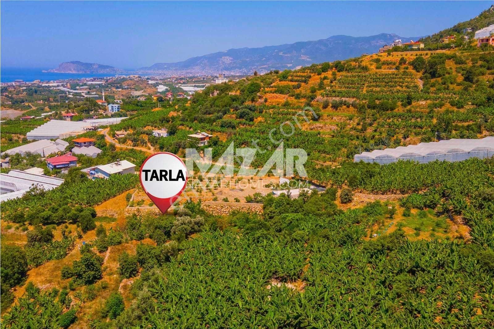 Alanya Kestel Yaylalı'da Satılık 1.405 M2 Avokado Bahçeli Tarla - Görsel 4