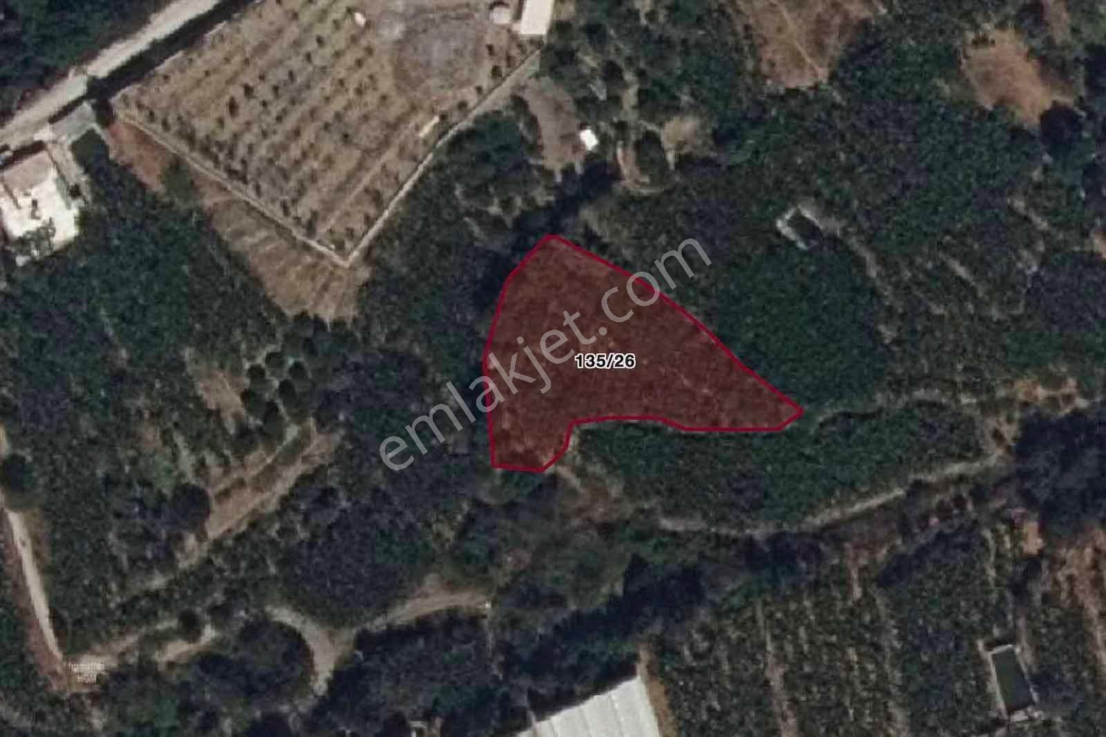 Alanya Kestel Yaylalı'da Satılık 1.405 M2 Avokado Bahçeli Tarla - Görsel 24