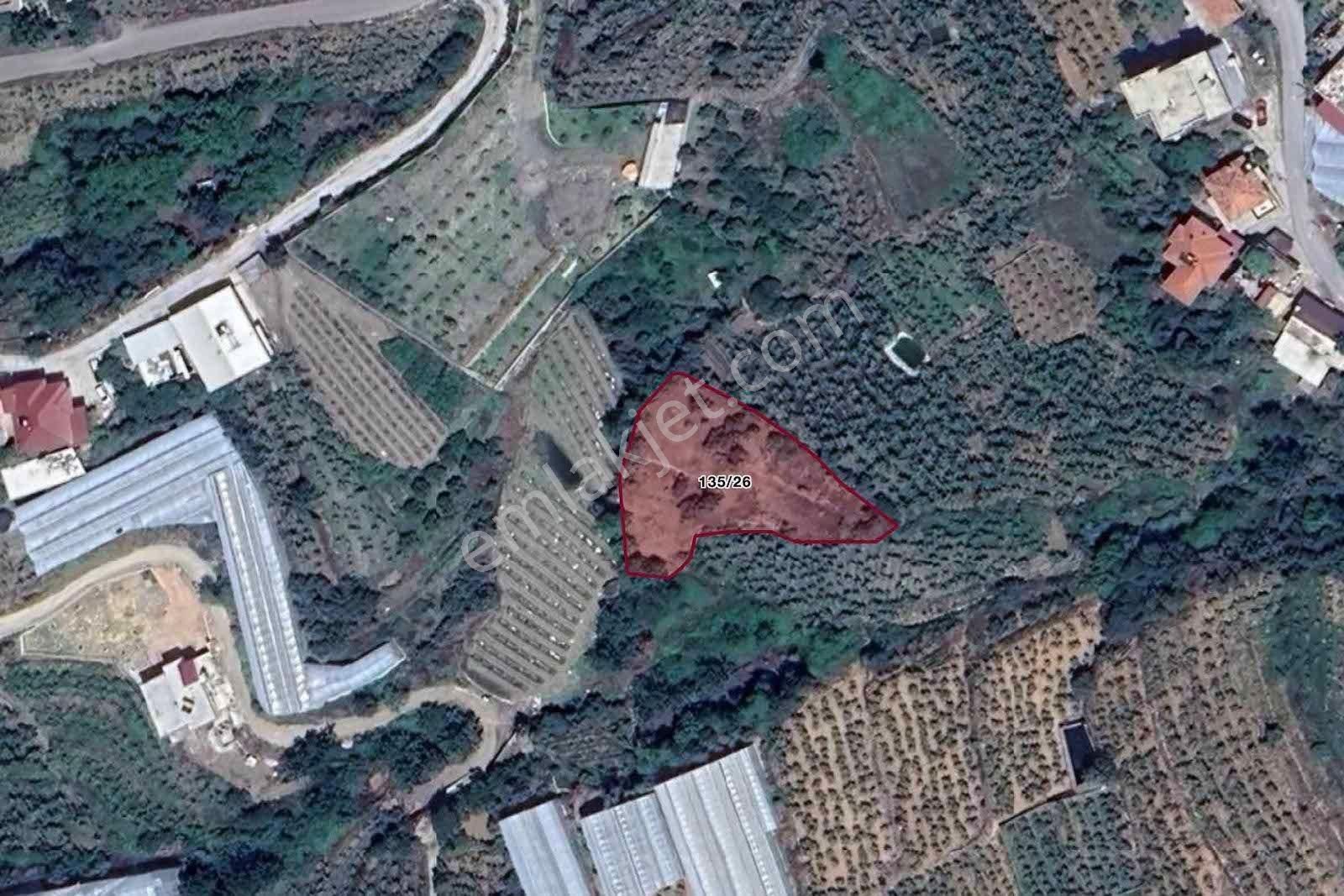 Alanya Kestel Yaylalı'da Satılık 1.405 M2 Avokado Bahçeli Tarla - Görsel 23