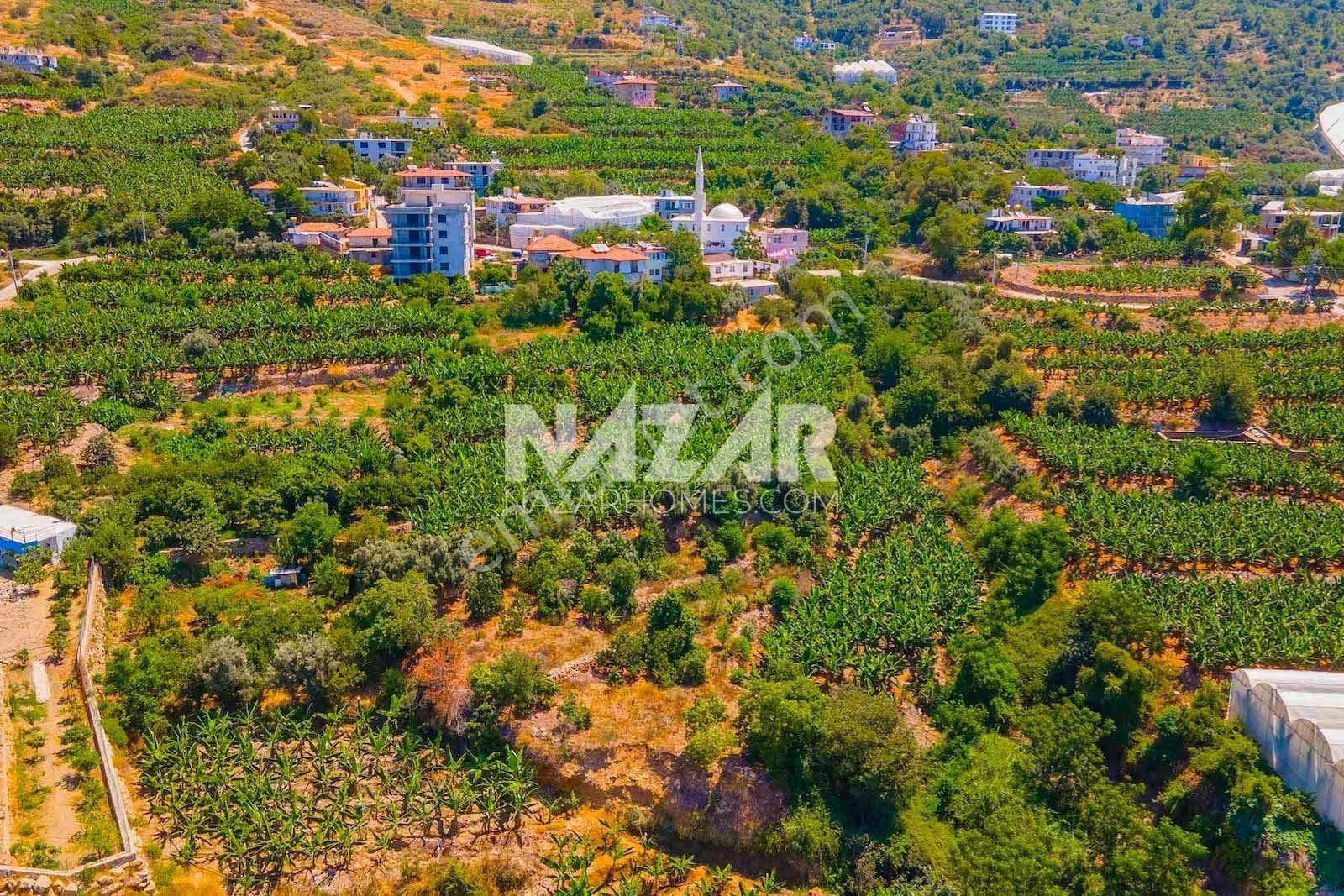 Alanya Kestel Yaylalı'da Satılık 1.405 M2 Avokado Bahçeli Tarla - Görsel 22