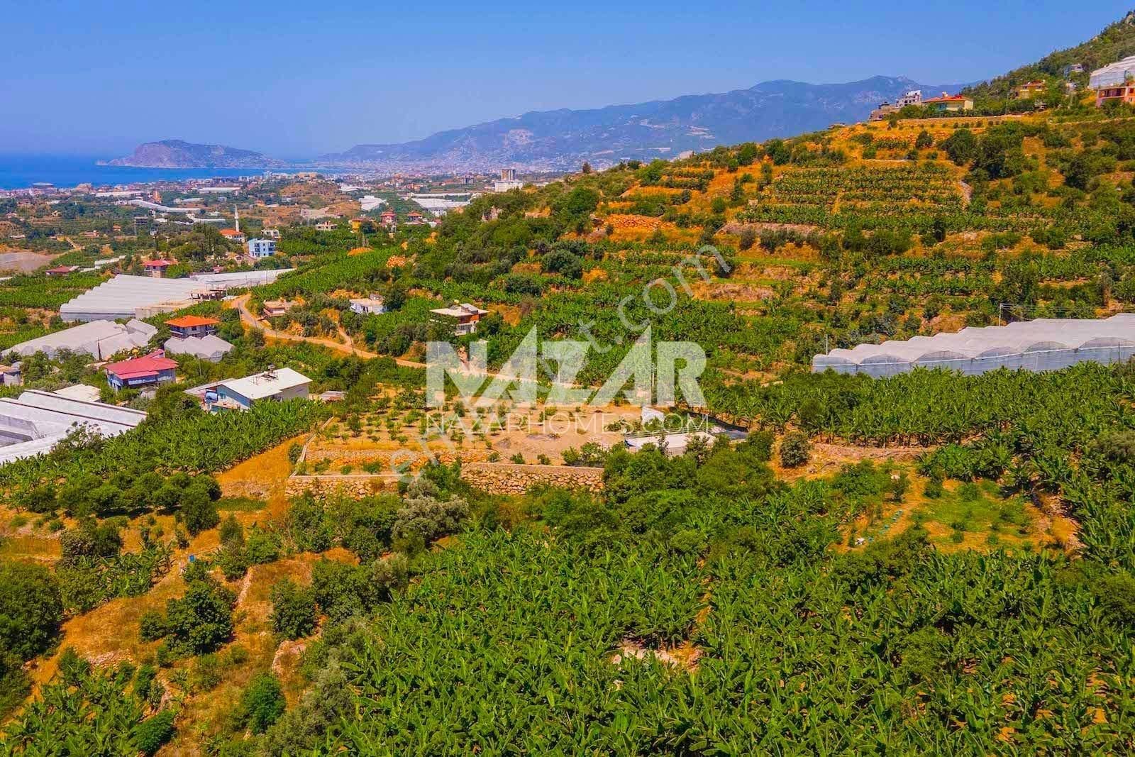 Alanya Kestel Yaylalı'da Satılık 1.405 M2 Avokado Bahçeli Tarla - Görsel 12