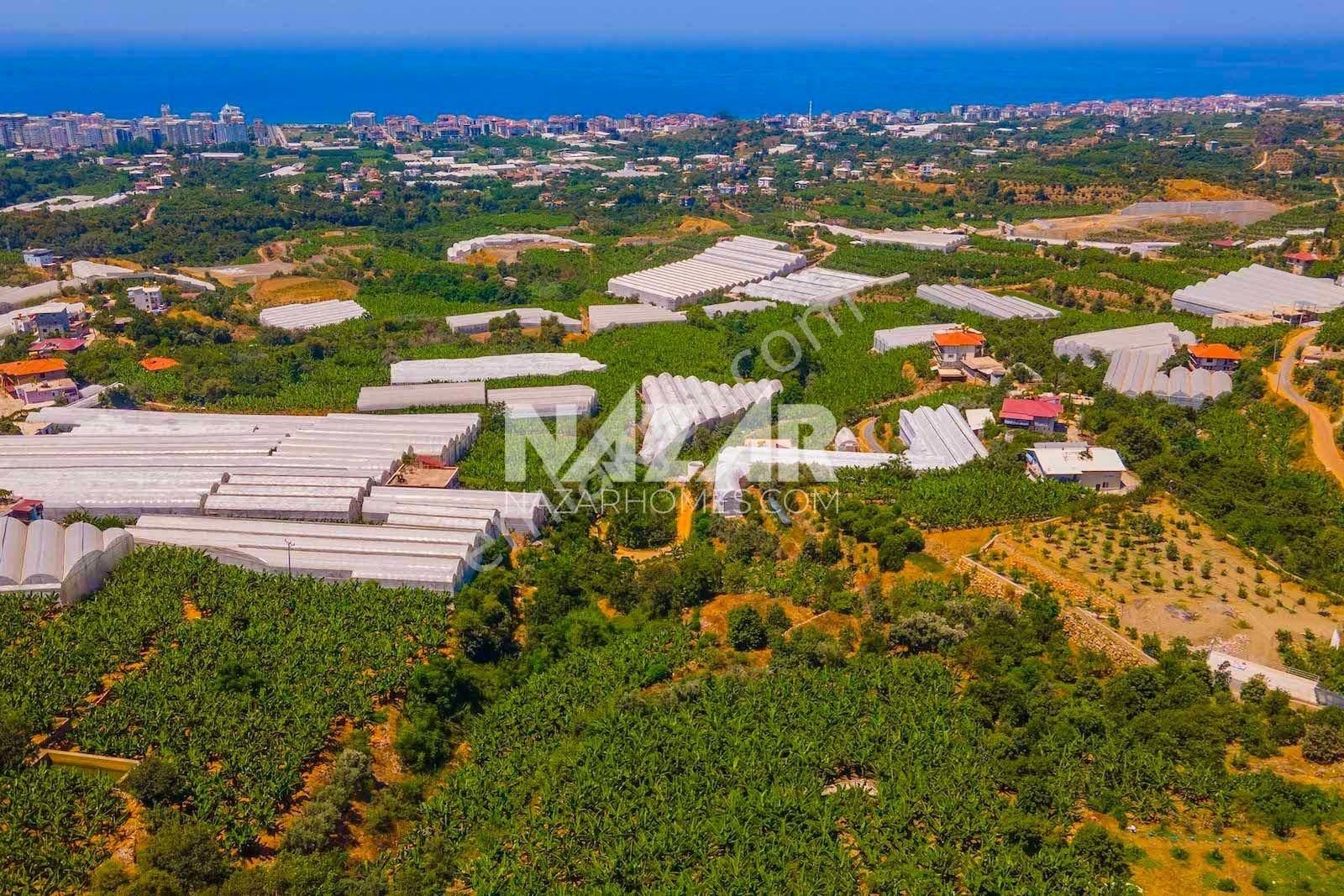 Alanya Kestel Yaylalı'da Satılık 1.405 M2 Avokado Bahçeli Tarla - Görsel 21