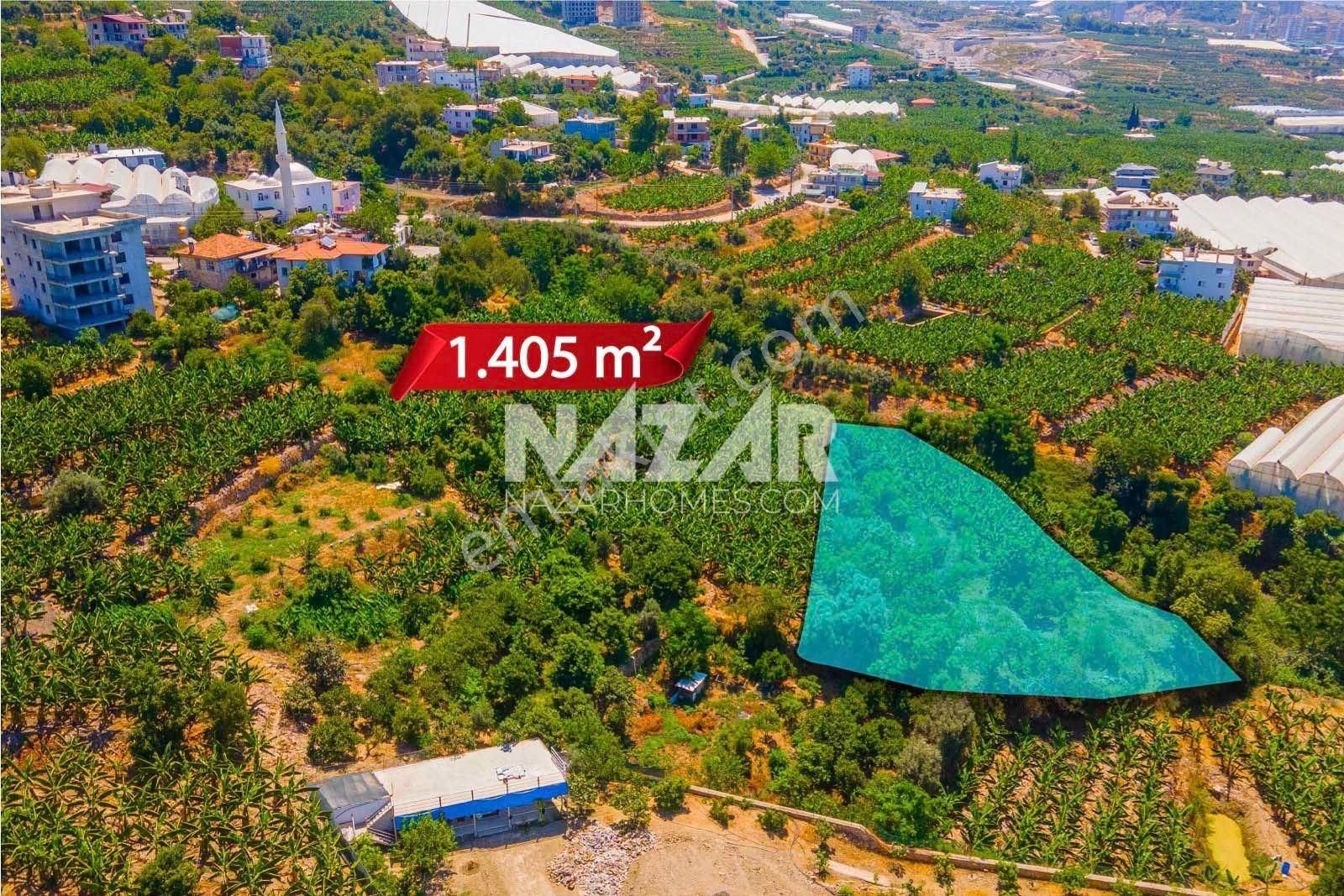 Alanya Kestel Yaylalı'da Satılık 1.405 M2 Avokado Bahçeli Tarla - Görsel 6