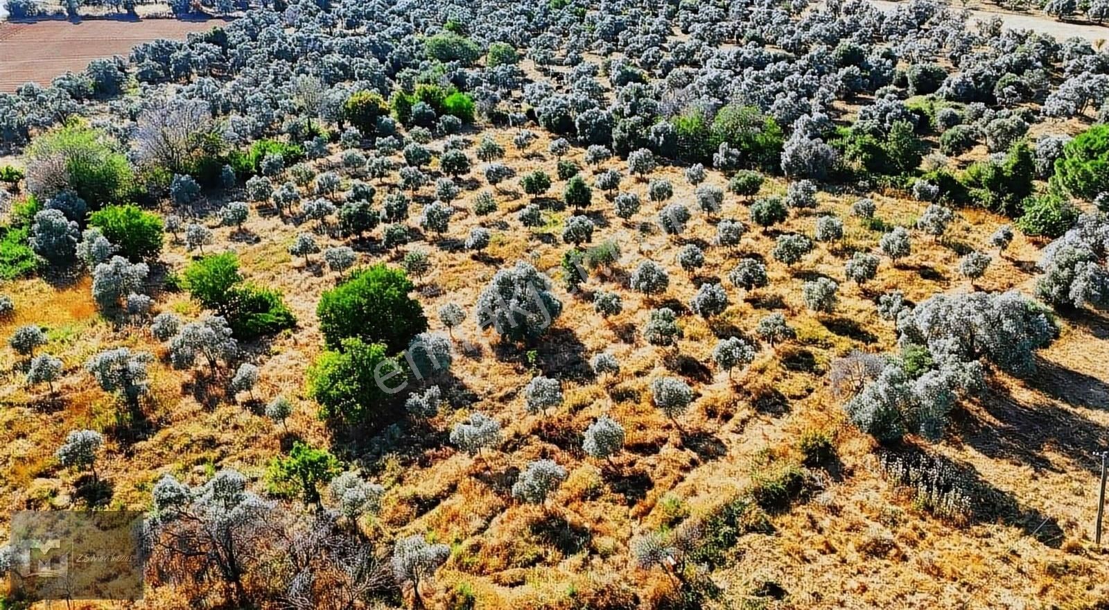 Milas Etrenli Satılık Zeytinlik MUĞLA BODRUM YOLUNA 2.parsel Mükemmel Konumda