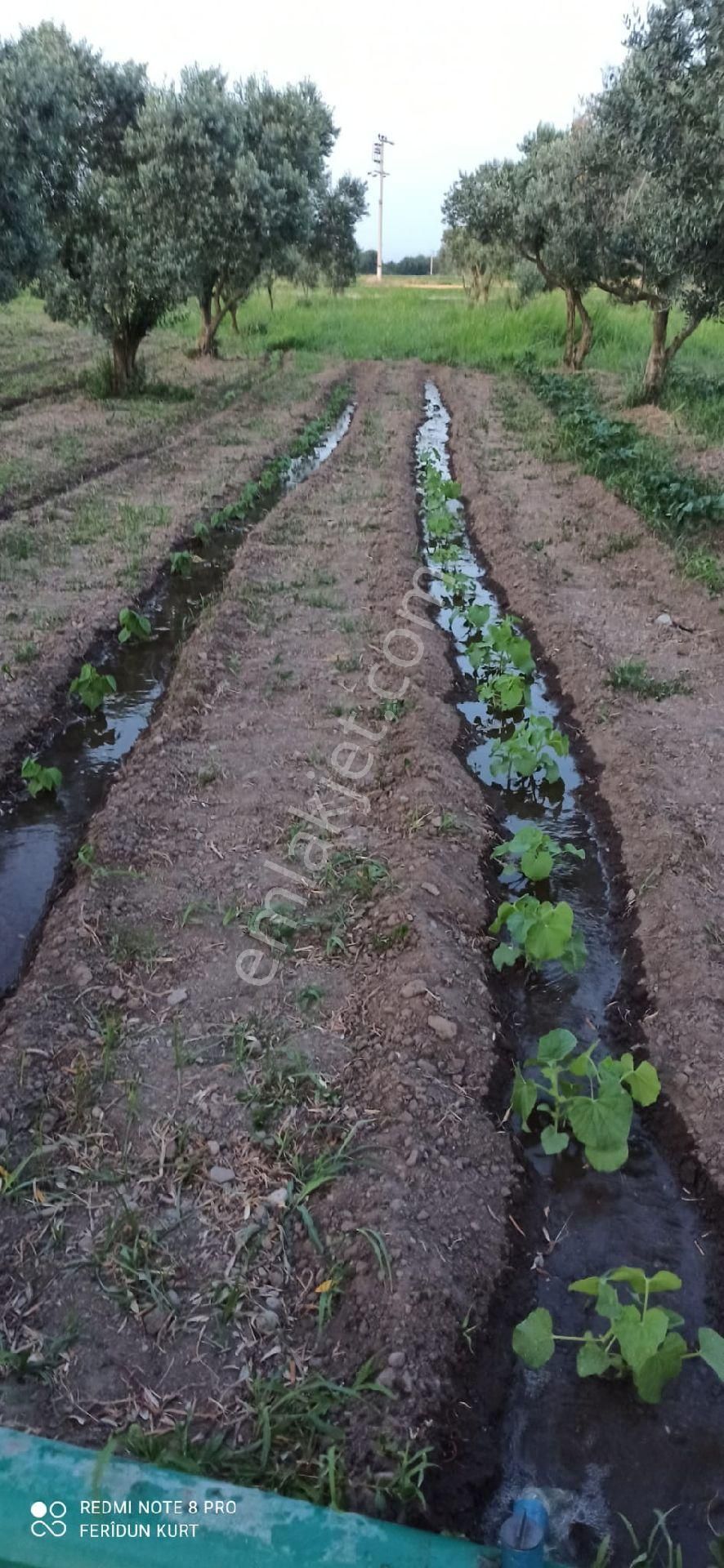 Bergama İslamsaray Satılık Tarla Muhteşem hbi bahçesi 