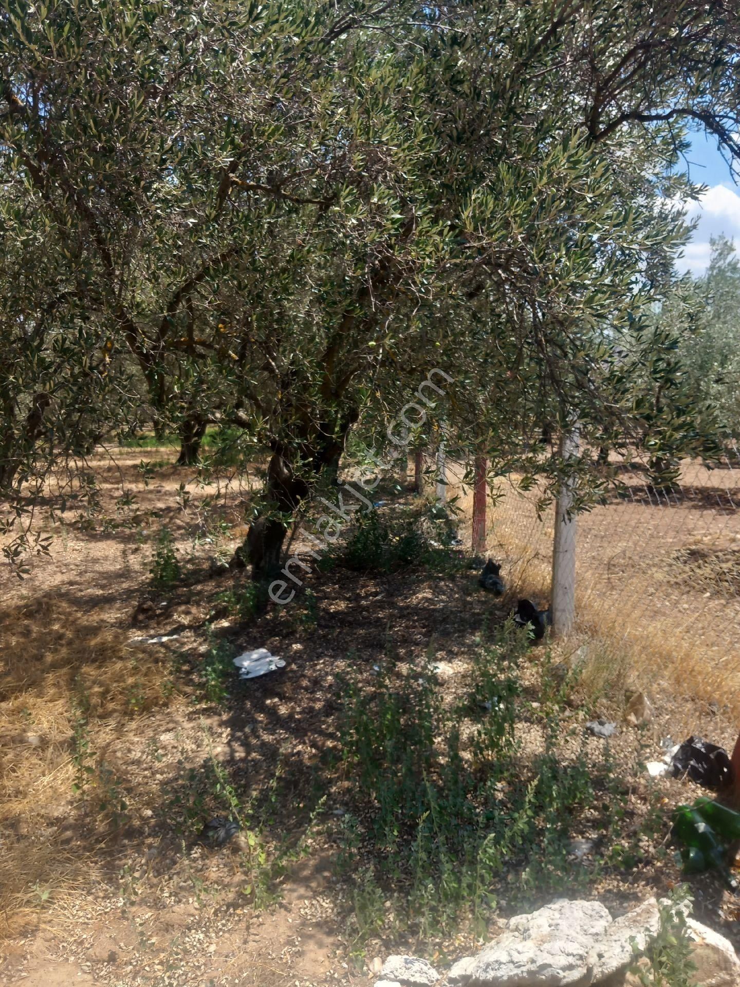 Akhisar Efendi Satılık Zeytinlik Villa,hobi Bahçelik Şehre,imara Çok Yakın