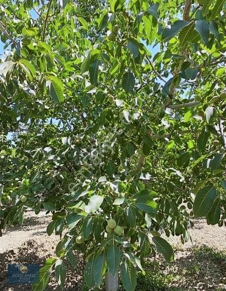 Keçiborlu Kılıç Köyü (Yenice) Satılık Bağ & Bahçe Keçiborlu Kılıç'ta Antalya Yolu Altı Satılık Cevizlik