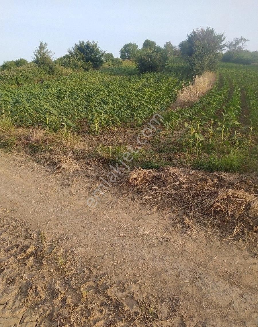 Çanakkale Merkez Akçapınar Köyü Satılık Tarla KARACA EMLAKTAN MERKEZDE UYGUN FİYATLI TARLA