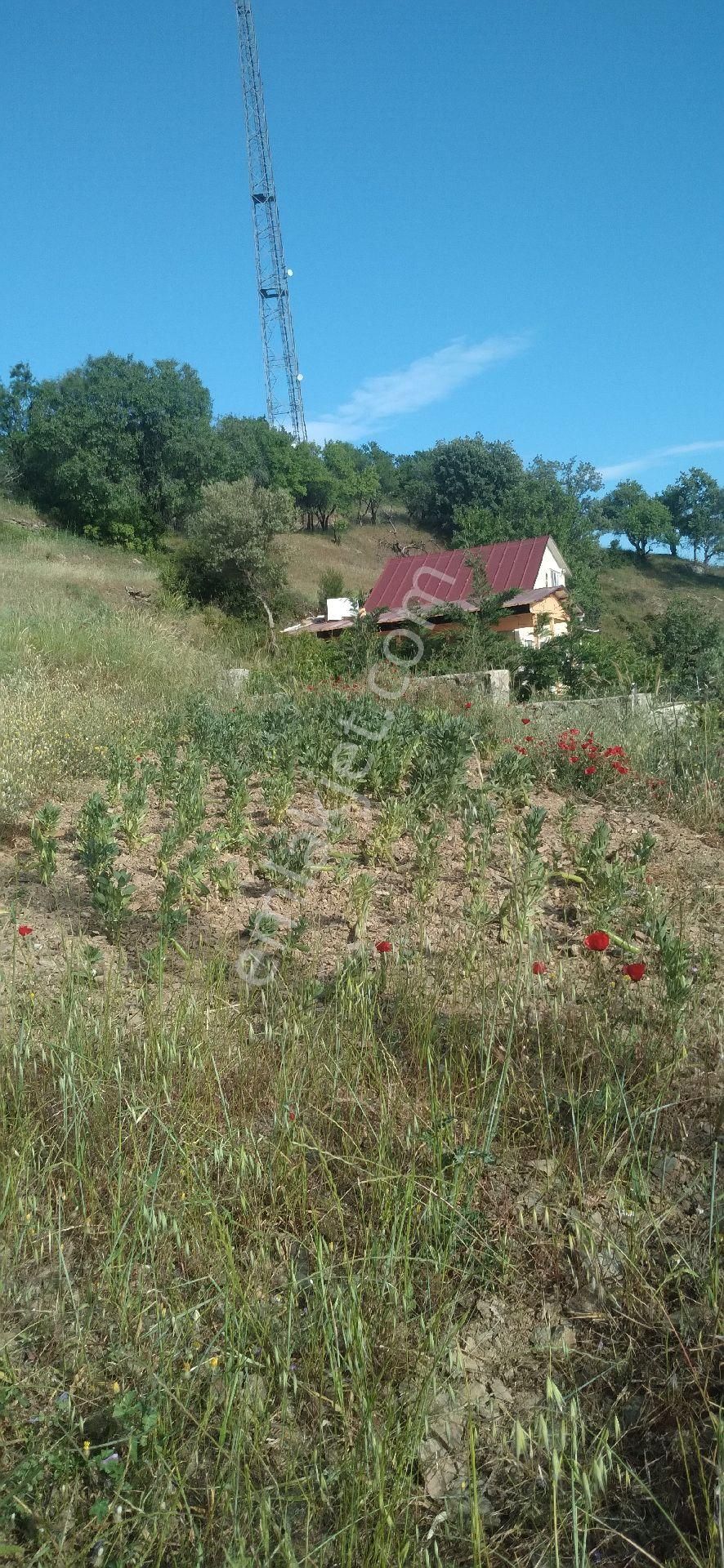 Seferihisar Çamtepe Satılık Zeytinlik çamtepe köyünde kupon yer