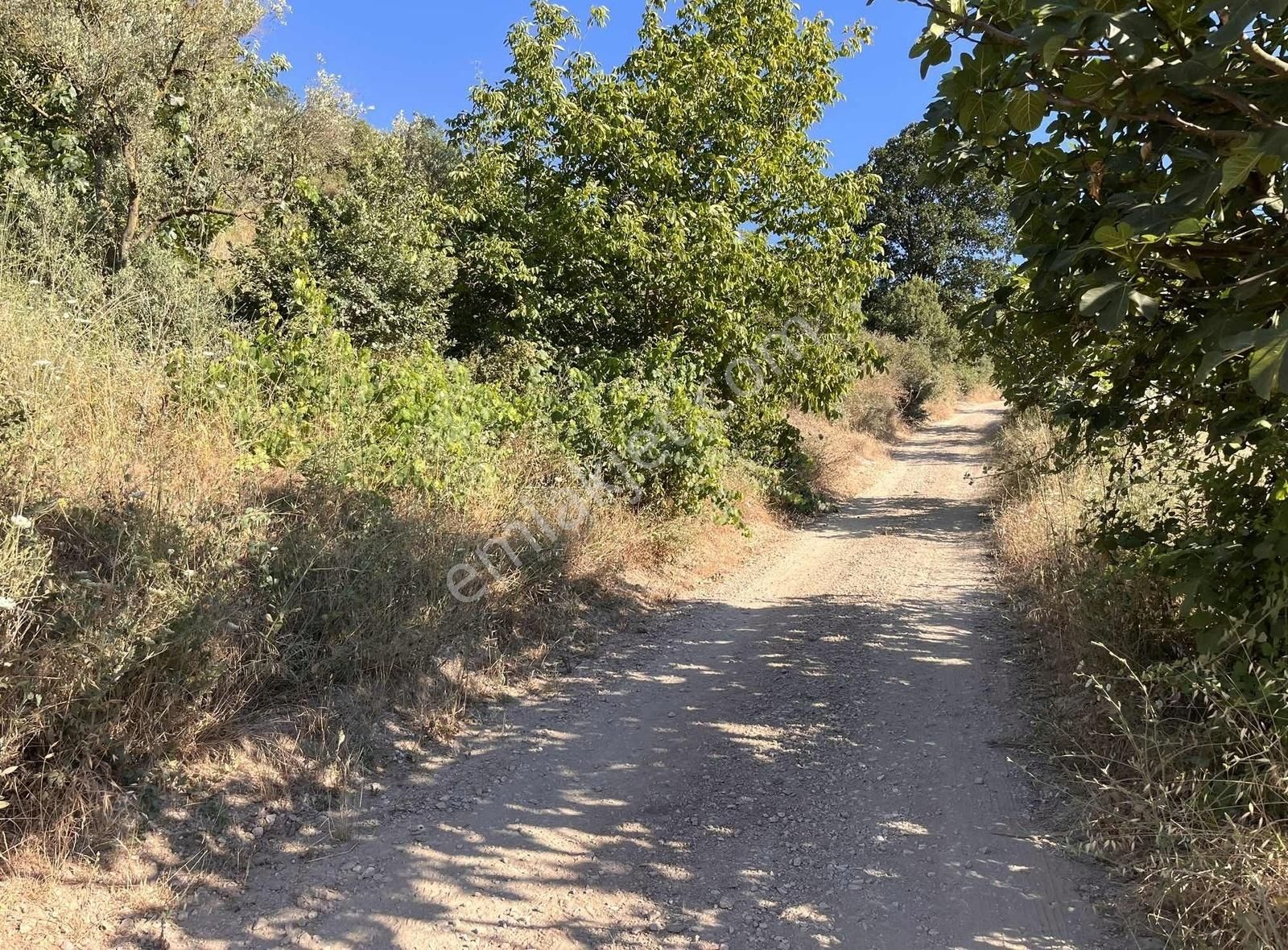 Gemlik Kurtul Satılık Zeytinlik HD'DEN KÖYÜN HEMEN YANINDA SATILIK TARLA