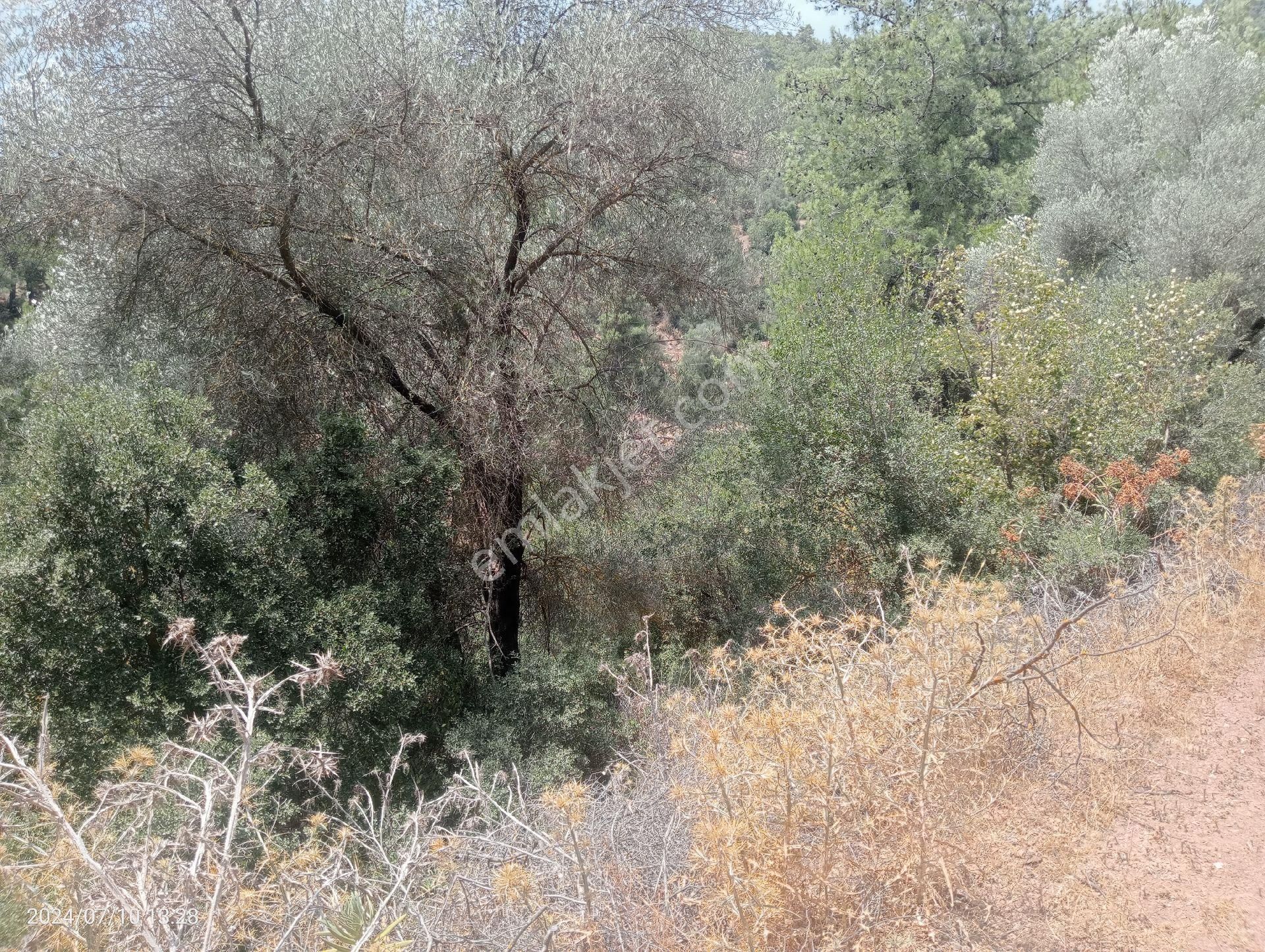 Antalya Kumluca Orta Köyde Satılık Tarla İnceoğlu Emlak - Görsel 24