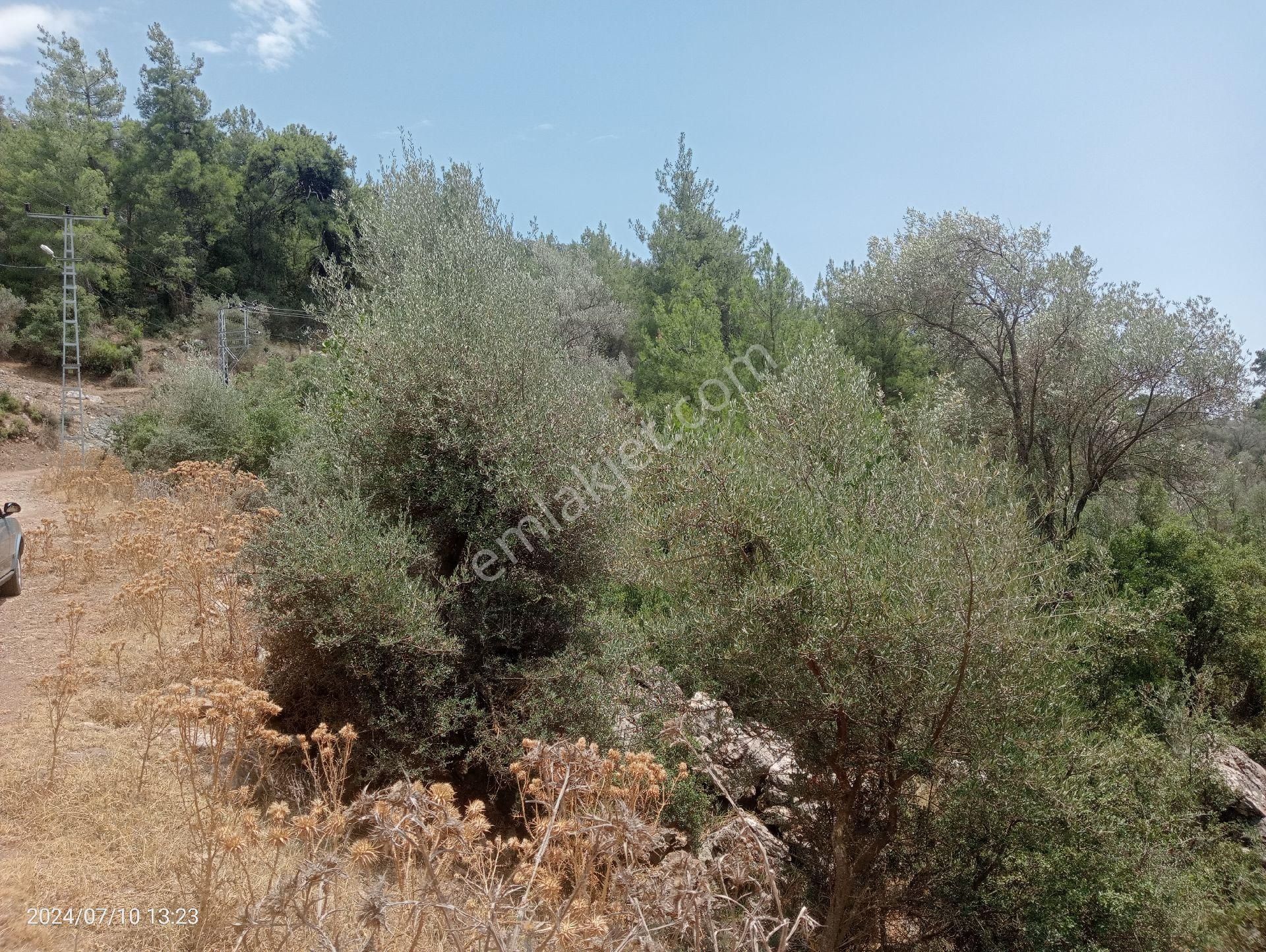 Antalya Kumluca Orta Köyde Satılık Tarla İnceoğlu Emlak - Görsel 8