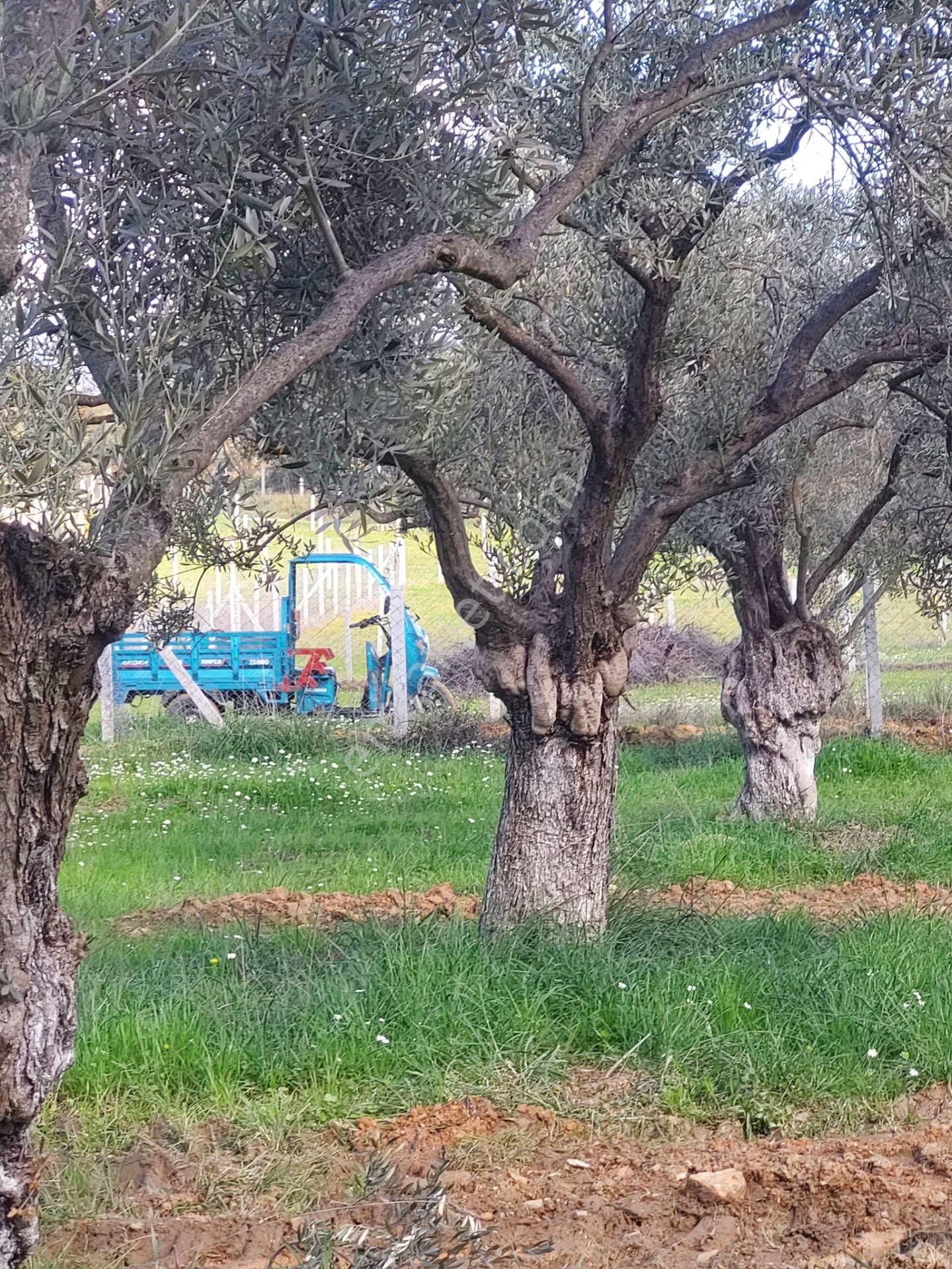 İzmir Torbalı Gold Emlaktan Satılık Zeytin Bahçesi - Görsel 9