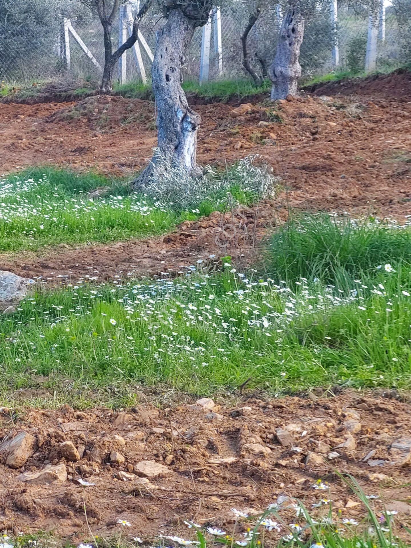 İzmir Torbalı Gold Emlaktan Satılık Zeytin Bahçesi - Görsel 6