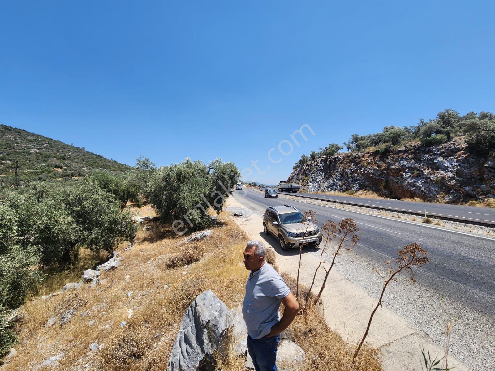 Milas Pınarcık Satılık Zeytinlik Bafa gölü manzaralı