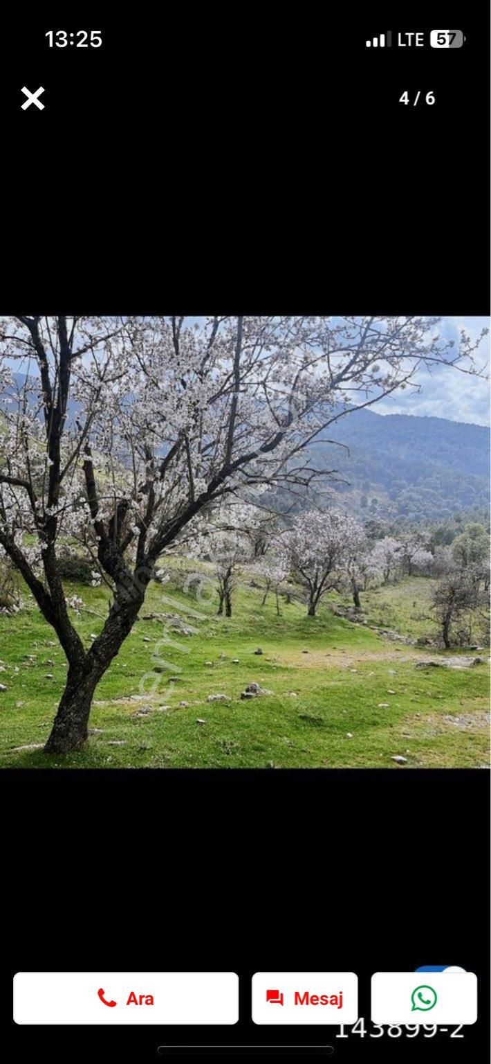 Gömeç Kumgedik Satılık Zeytinlik Satılık Arsa