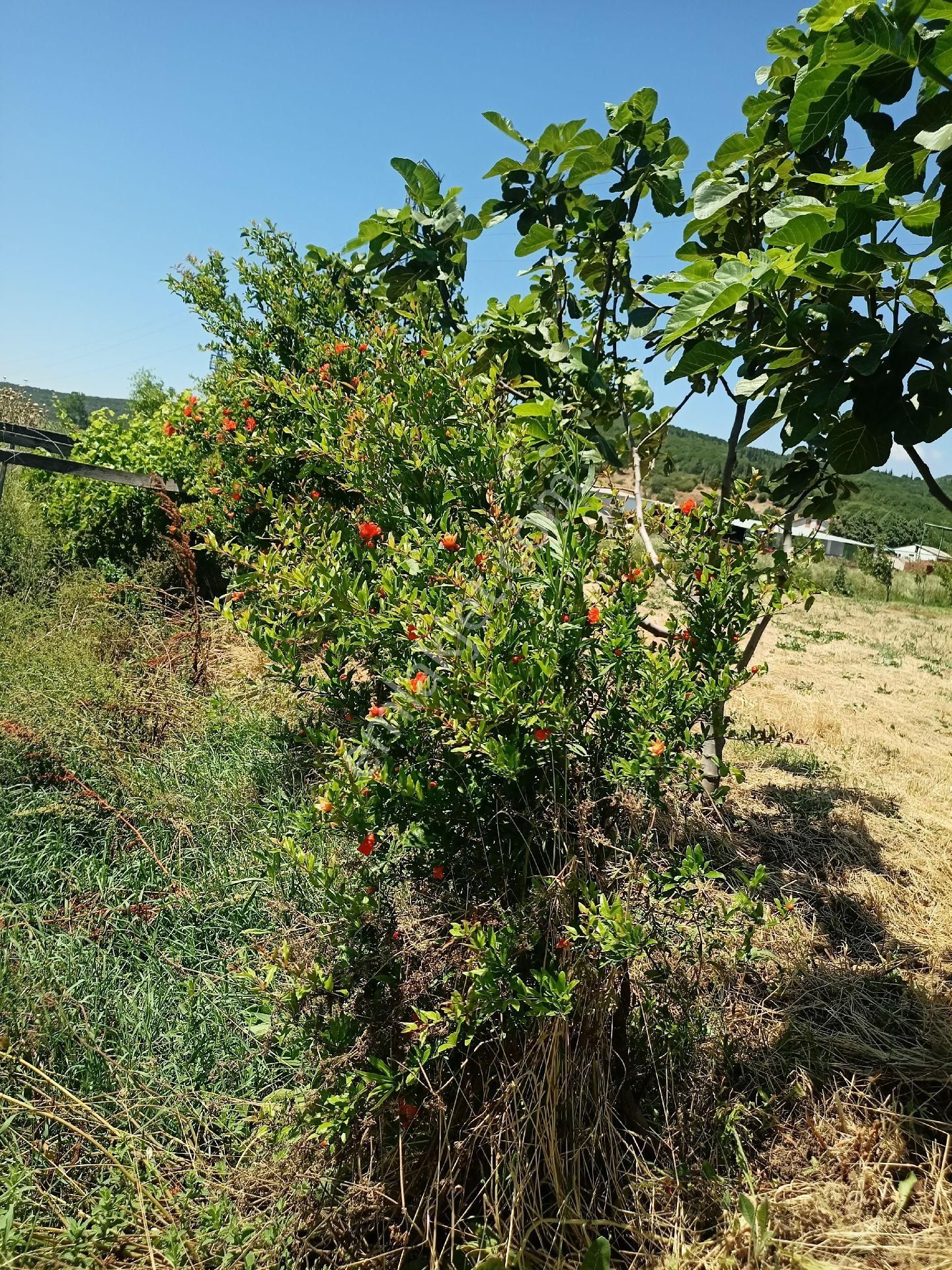 Sahibinden Aracısız