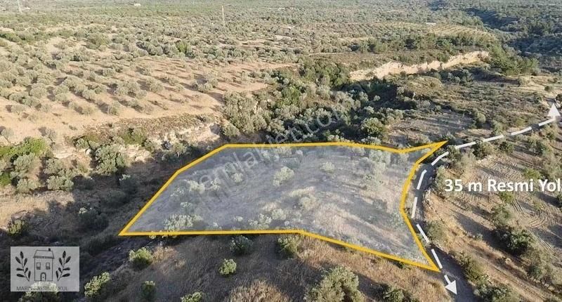 Datça Cumalı Satılık Tarla Marinden 4.700 M2 Deniz Gören Resmi Yolu Olan Çiftlik Arazisi