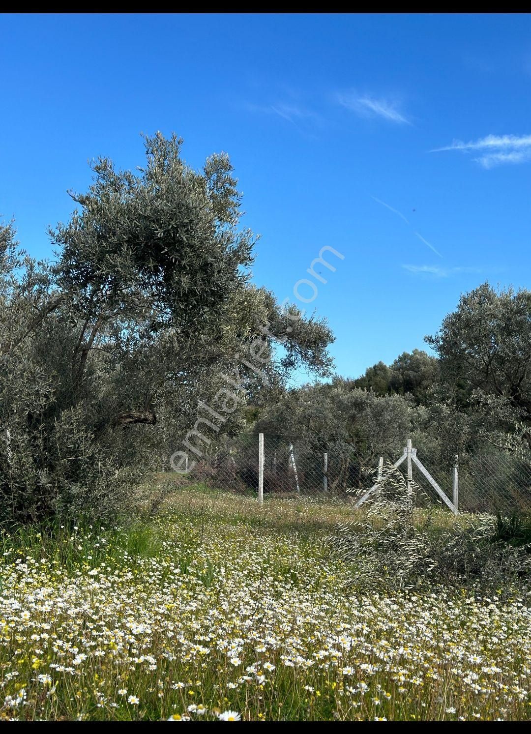 Torbalı Yazıbaşı Satılık Tarla İzmir Torbalı Yazıbaşı Da Satılık Zeytinlik