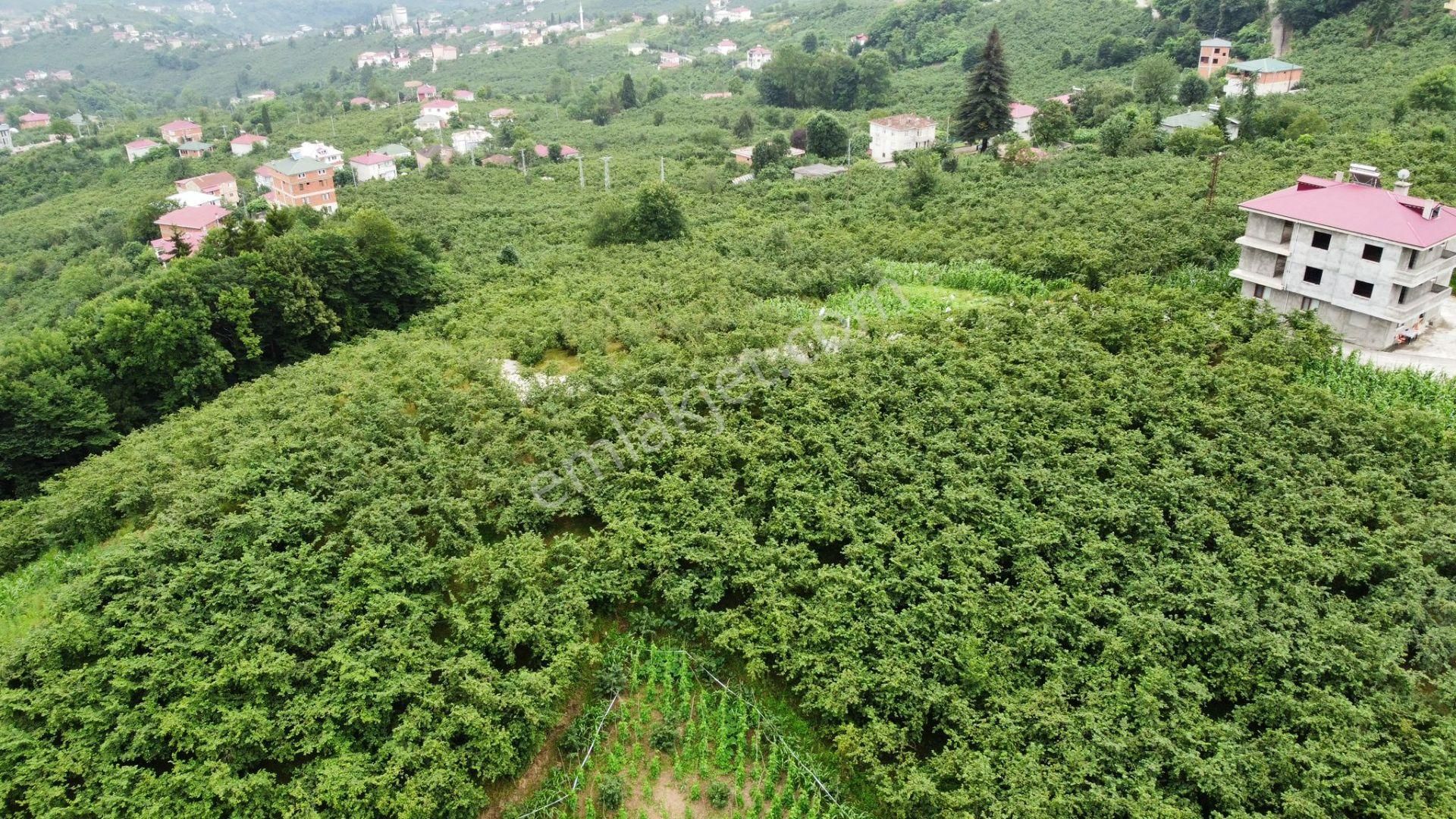 Ortahisar Tosköy Satılık Bağ & Bahçe  TRABZON TOSKÖYDE SATILIK 2648 M2 ARAZİ