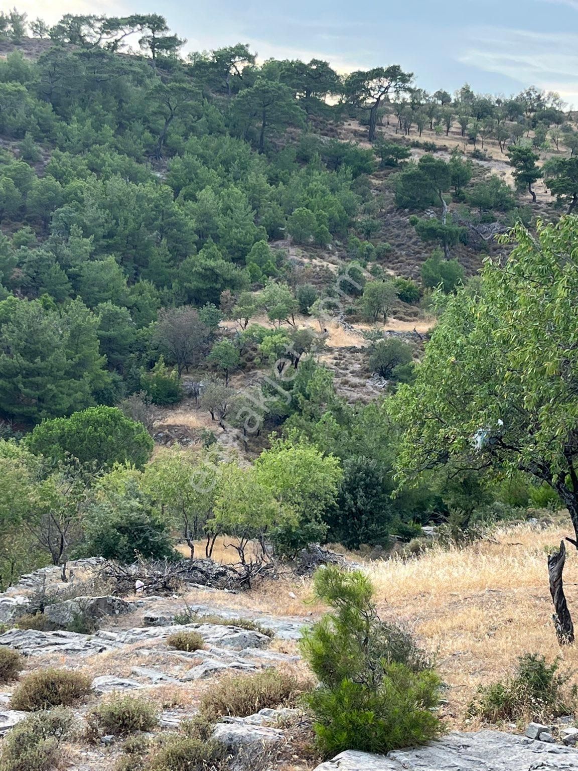 Gömeç Kumgedik Satılık Bağ & Bahçe Satılık bahçe