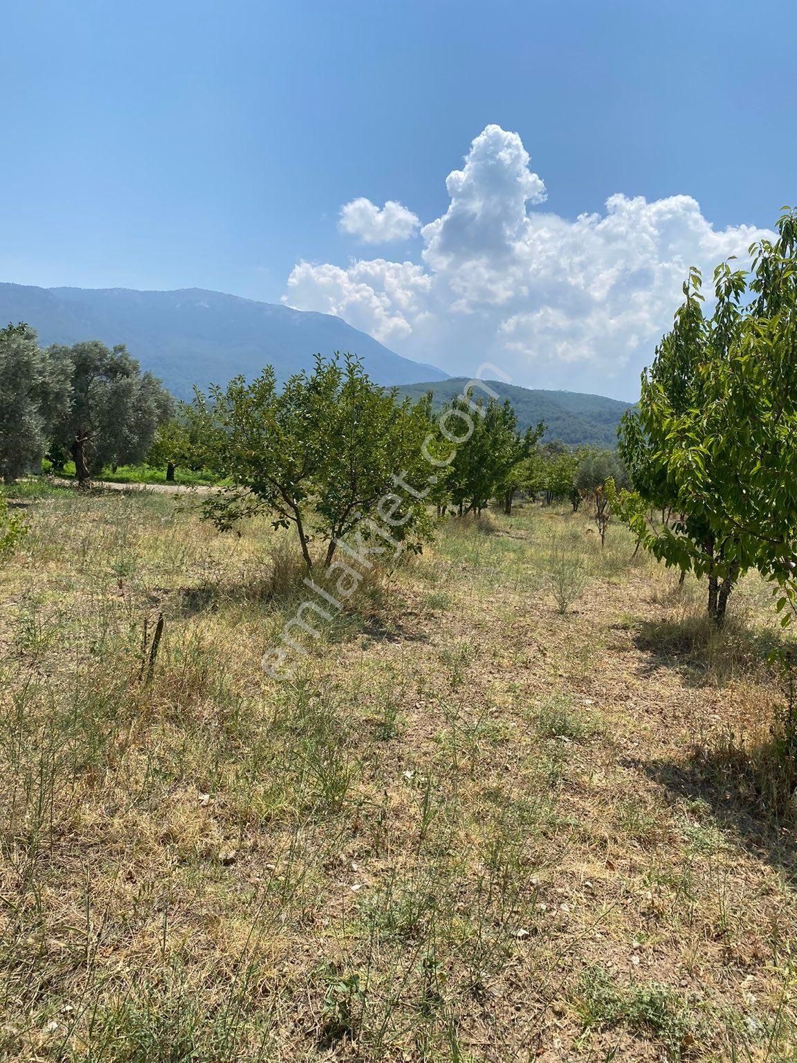 İzmir Kemalpaşa İlçesi Kızılüzüm Mahallesi Köy Altı 11,266 M2