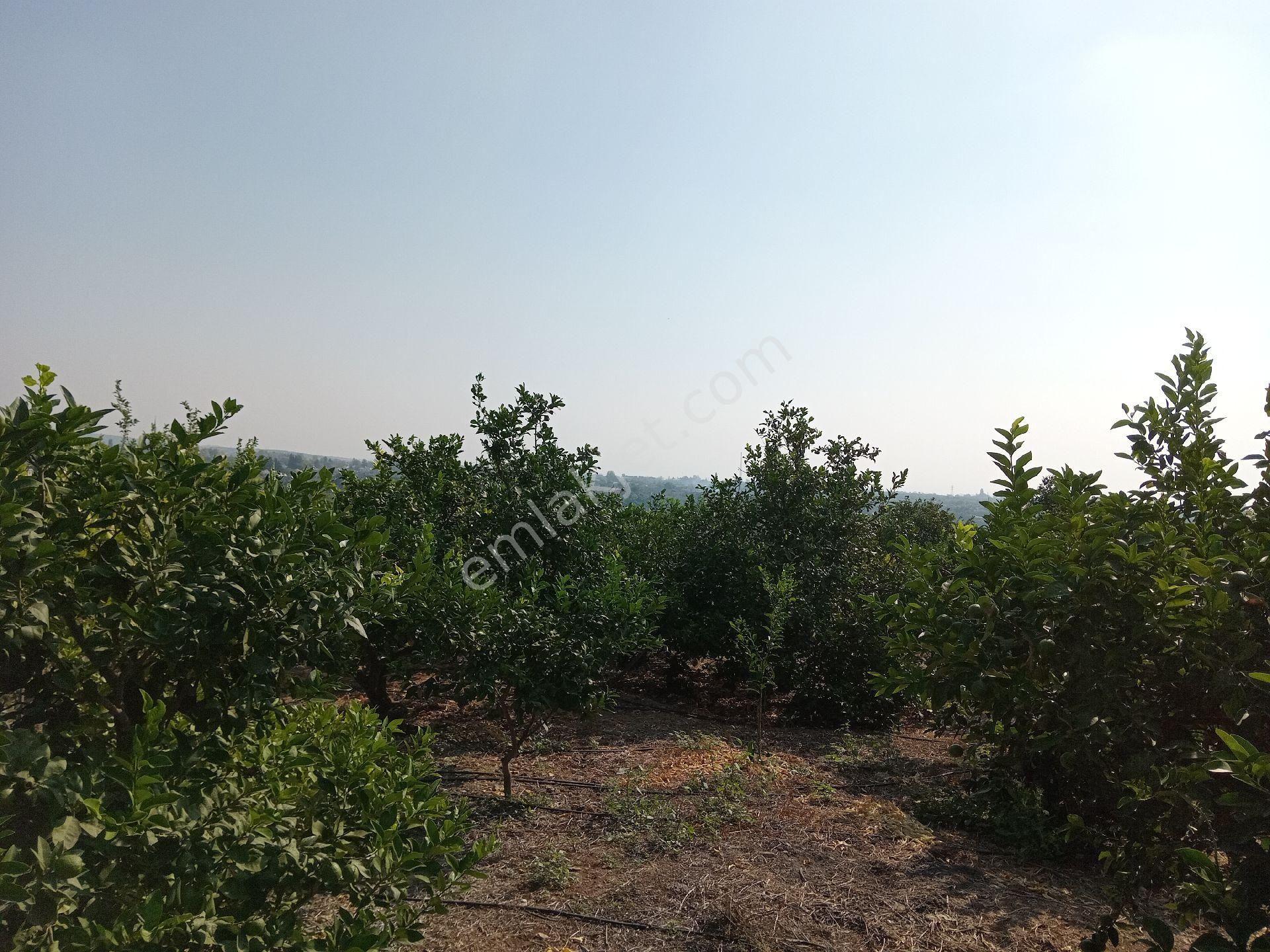 Erdemli Pınarbaşı Satılık Bağ & Bahçe  MERSİN ERDEMLİ PINARBAŞI MAHALLESİNDE SATILIK DENİZ MANZARALI  1520 M.KARE LİMON BAHÇESİ-TARLA