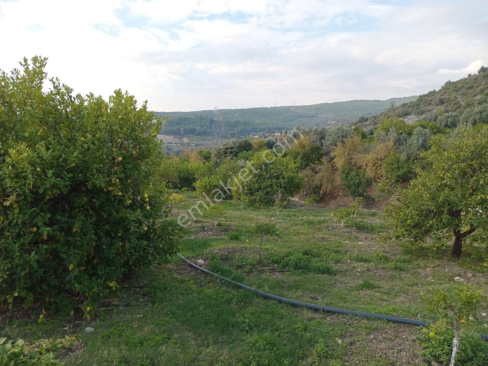 Mersin Erdemli Çeftepınar Mahallesinde Doğa Ve Deniz Manzaralı Satılık Limon Bançesi-tarla - Görsel 10