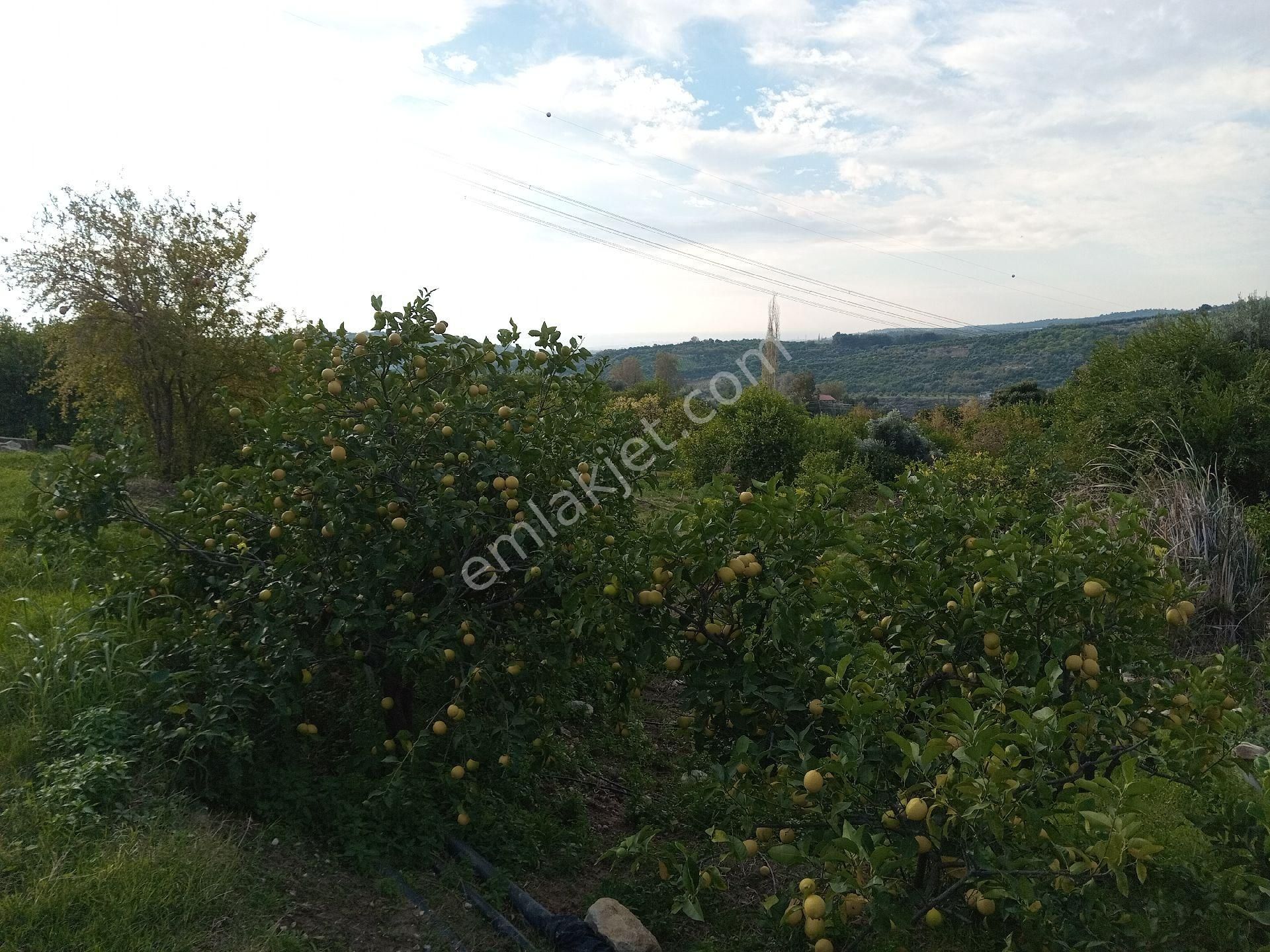 Mersin Erdemli Çeftepınar Mahallesinde Doğa Ve Deniz Manzaralı Satılık Limon Bançesi-tarla - Görsel 14