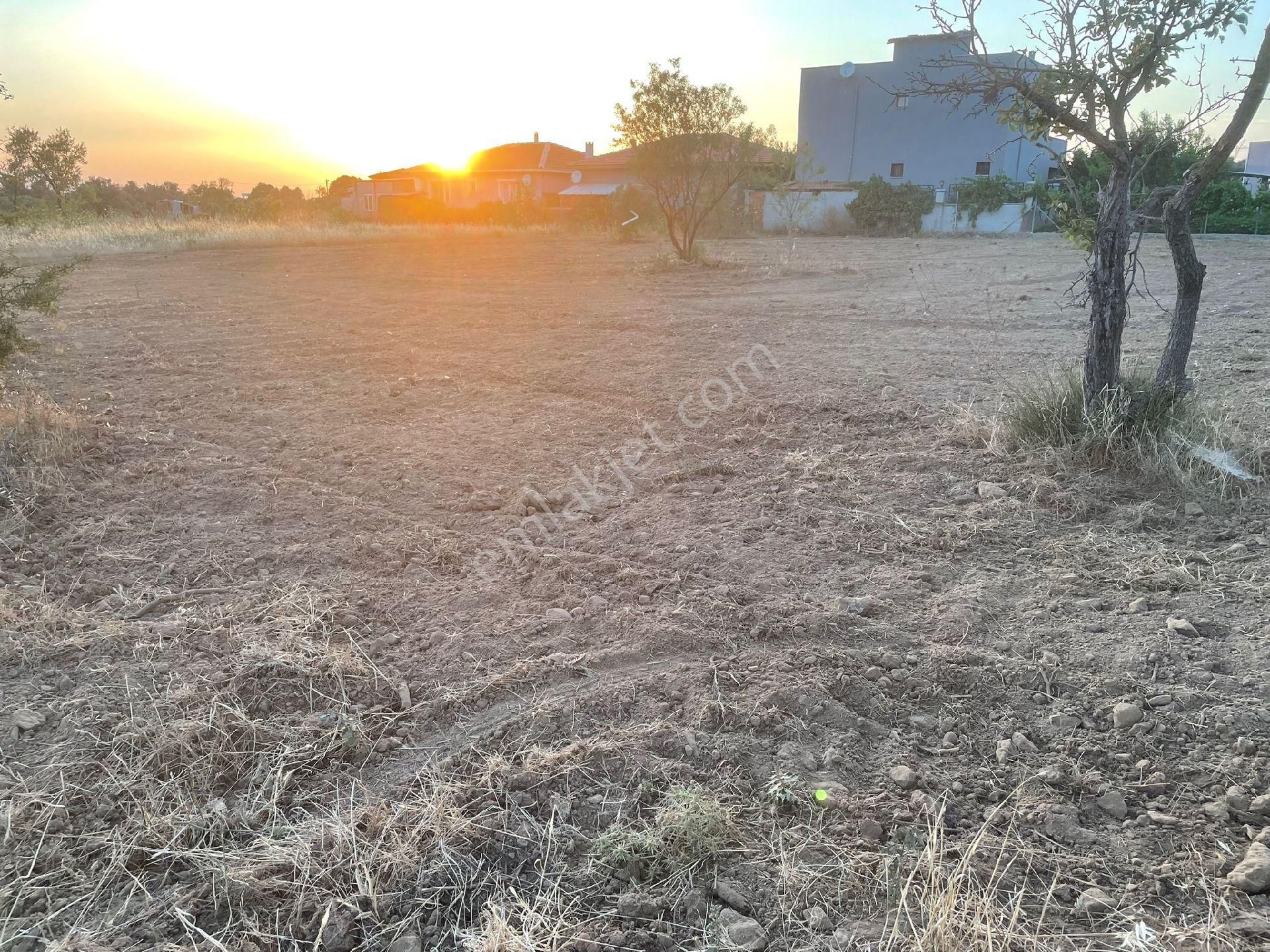 Buca Kaynaklar Merkez Satılık Tarla Kaynaklar Söğüt Düz Tarla Söğüt Cami Arkası