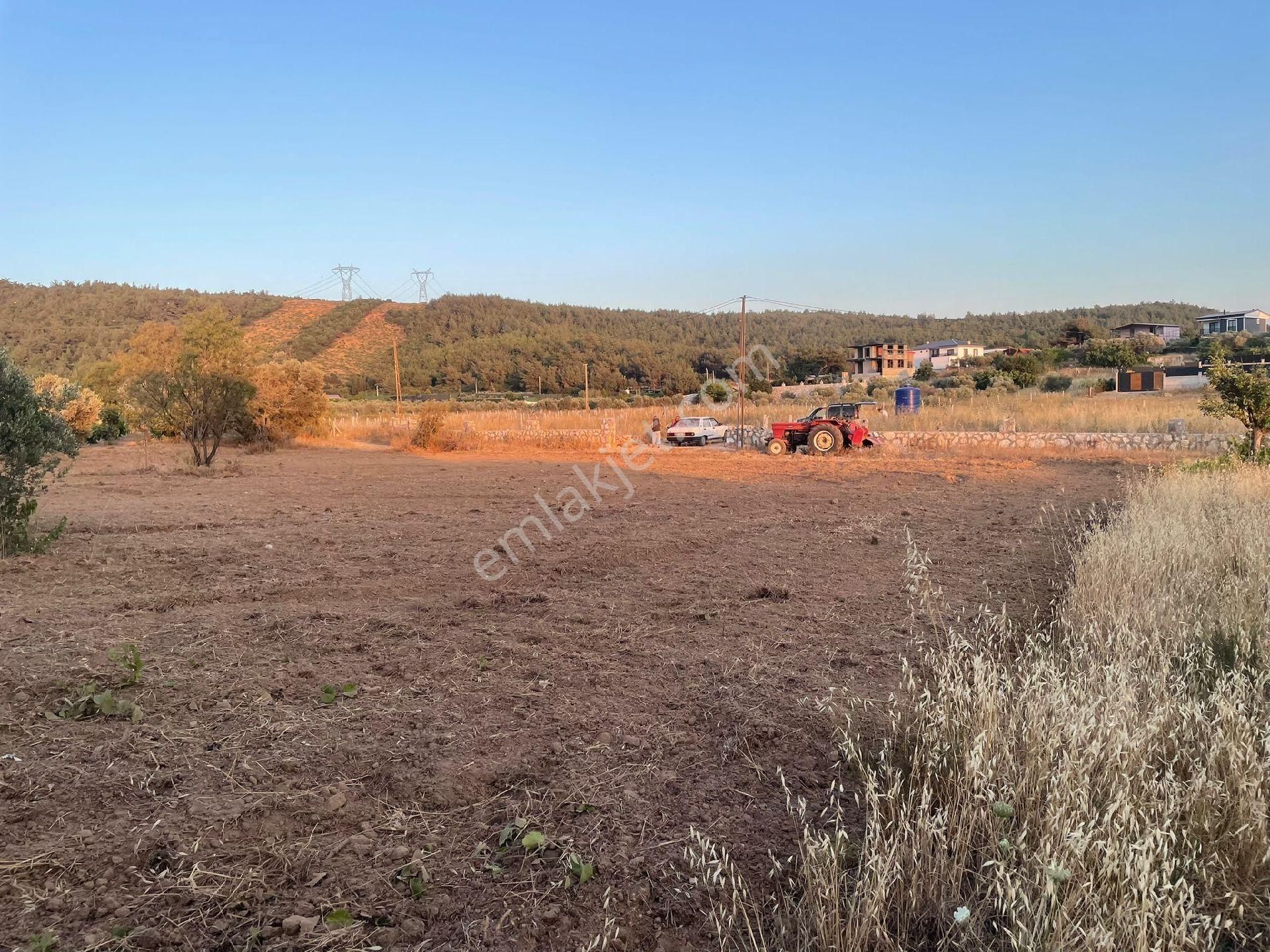 Kaynaklar Söğüt Düz Tarla Söğüt Cami Arkası - Görsel 7