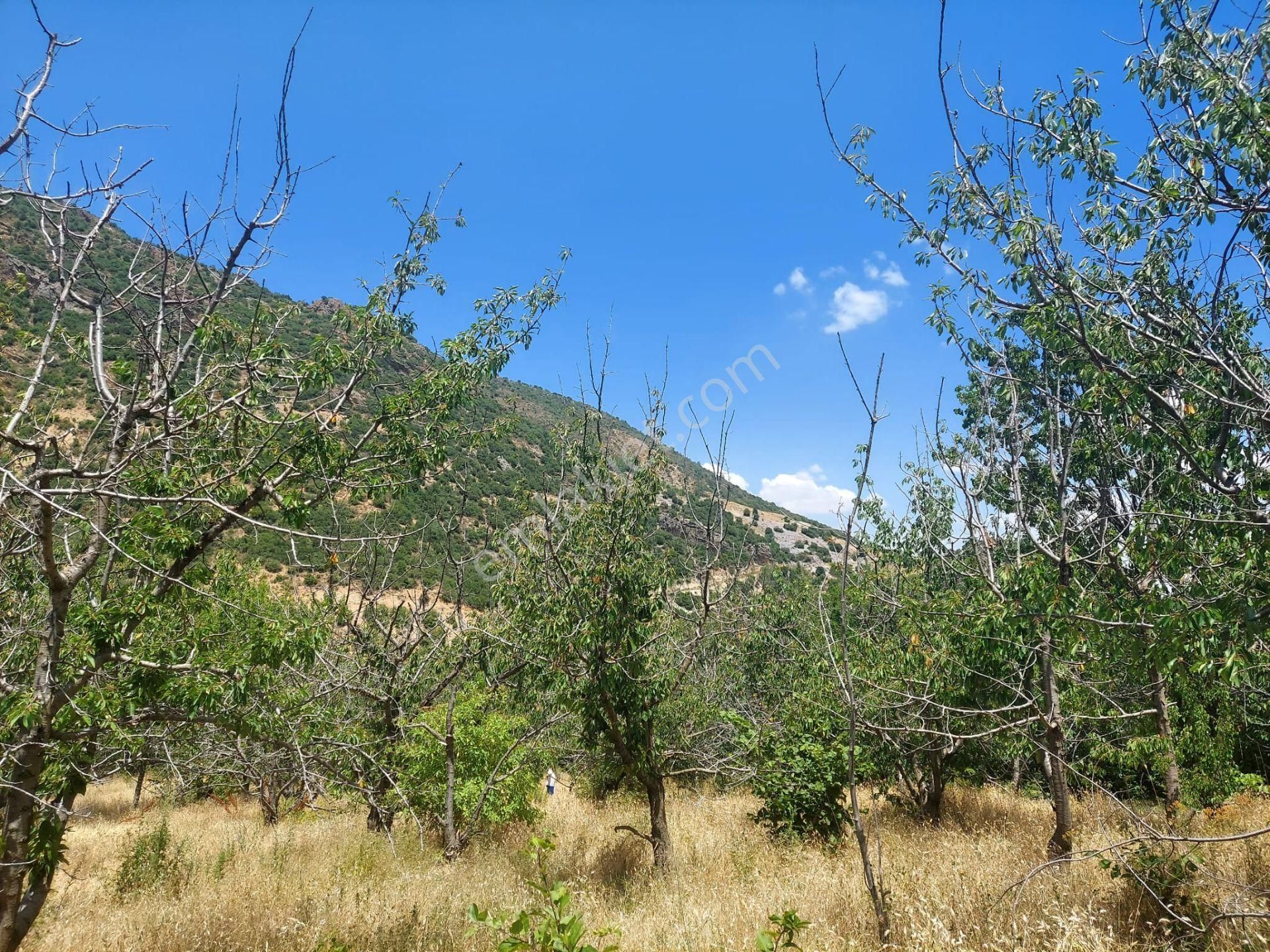 Bizim Emlak'tan Sarayda 5.084 M² Dağ Mazaralı - Görsel 16
