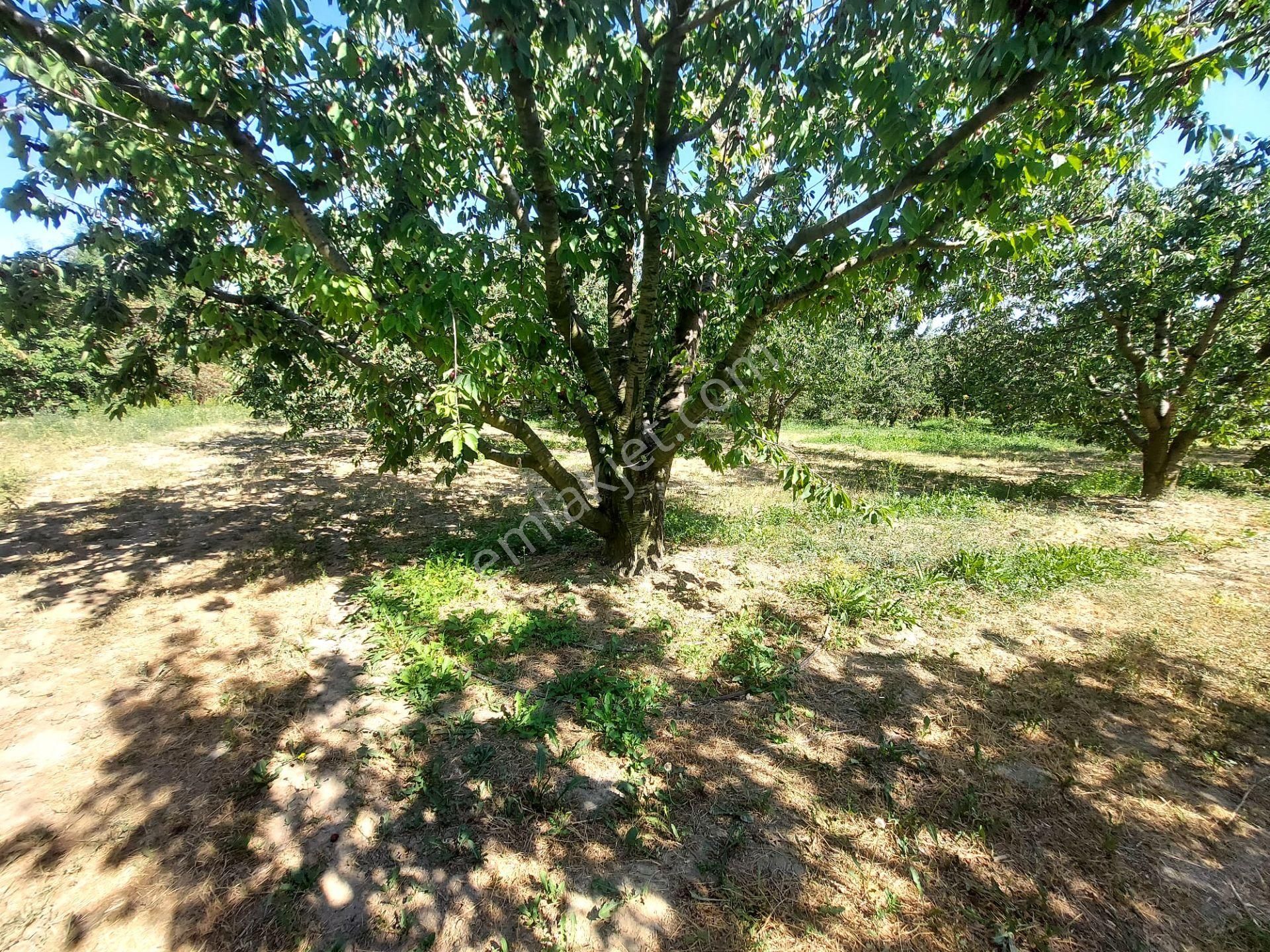 Bizim Emlak'tan Sarayda 5.084 M² Dağ Mazaralı - Görsel 22