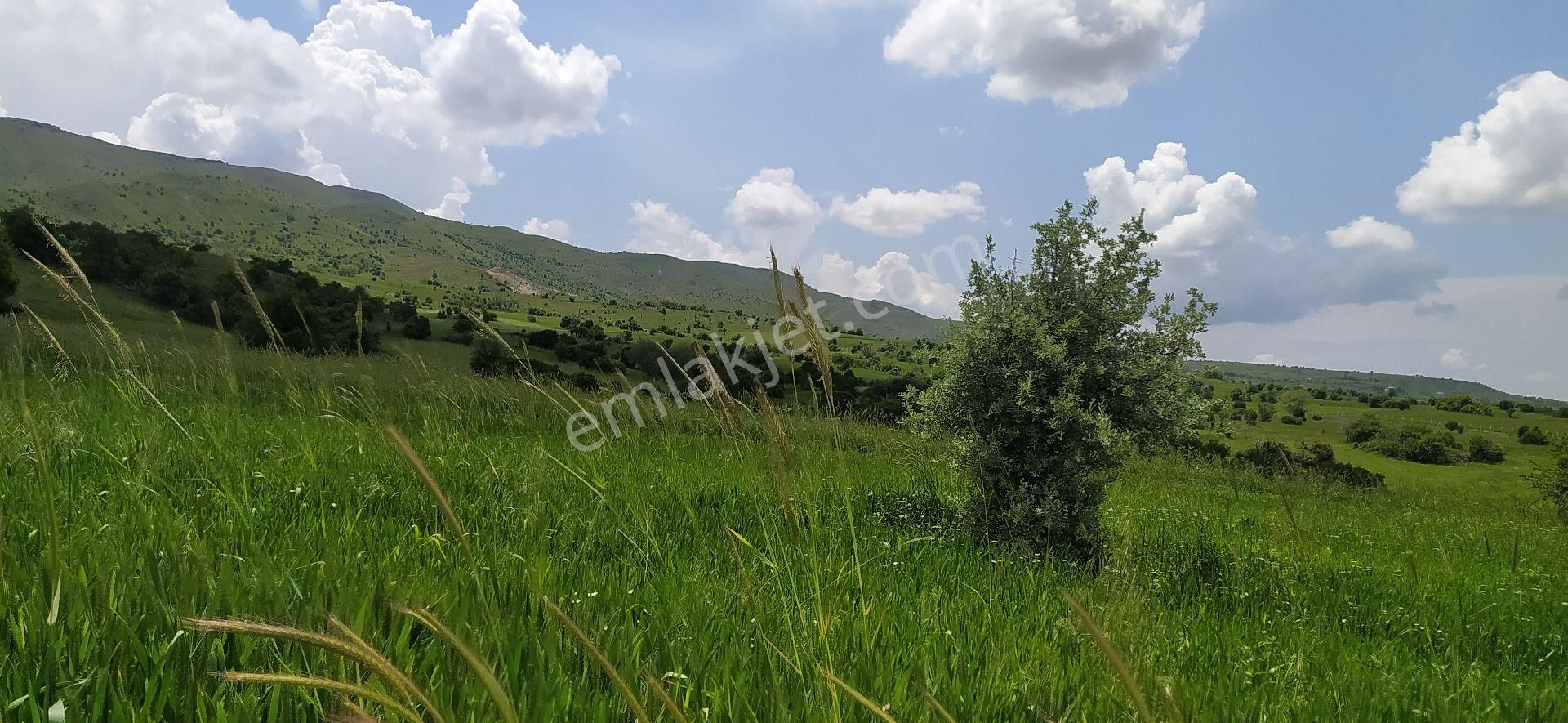 Ayaş Yağmurdede Satılık Tarla AYAŞ YAĞMUR DEDE MAHALLESİ TEK TAPU MANZARALI 