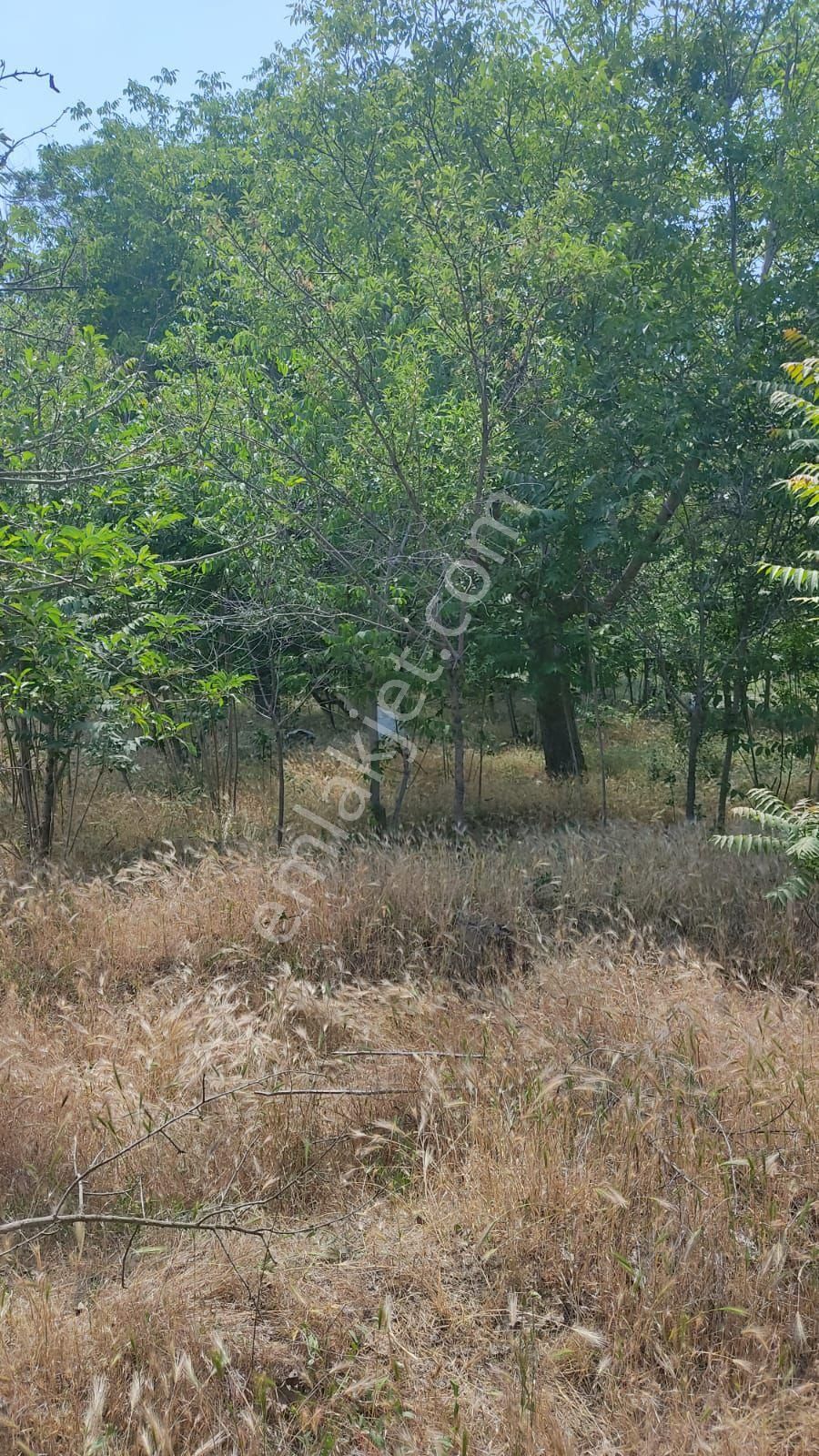 Dazkırı Barbaros Satılık Tarla DAZKIRI BARBAROS MAHALLESİ'NDE HOBİ BAHÇESİ YAPIMINA UYGUN TARLA SATILIKTIR